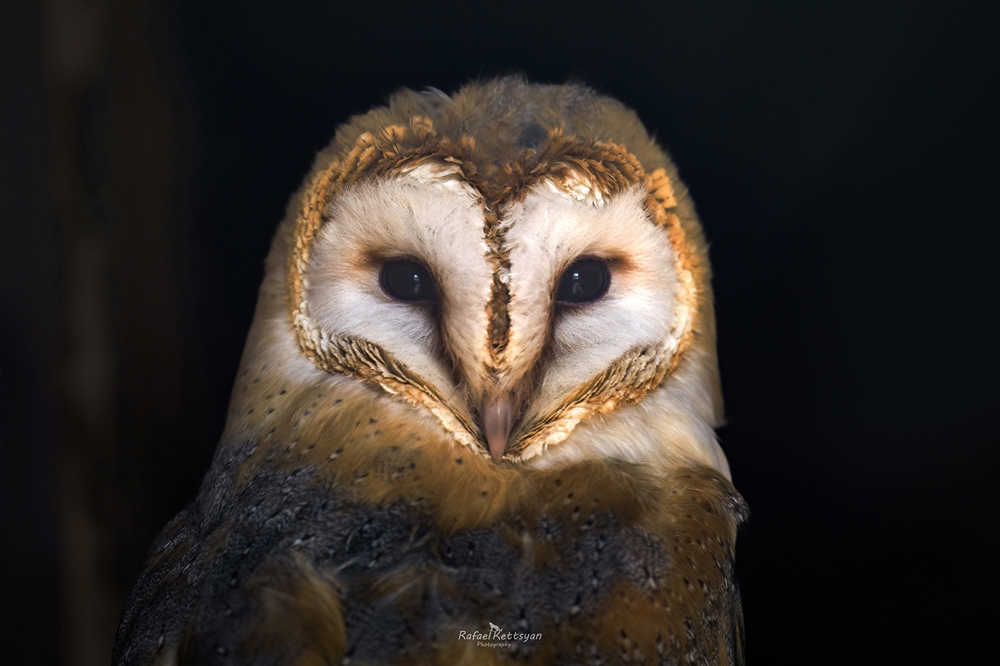 #owls, #wildlife, #animals, #birds, #совы, Кетцян Рафаэль