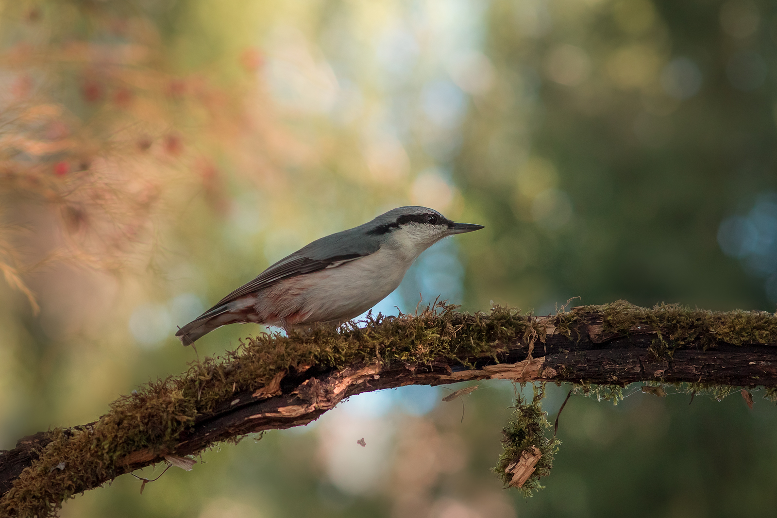 птицы, поползень, birds, wildlife, nuthatch, Алексей Юденков