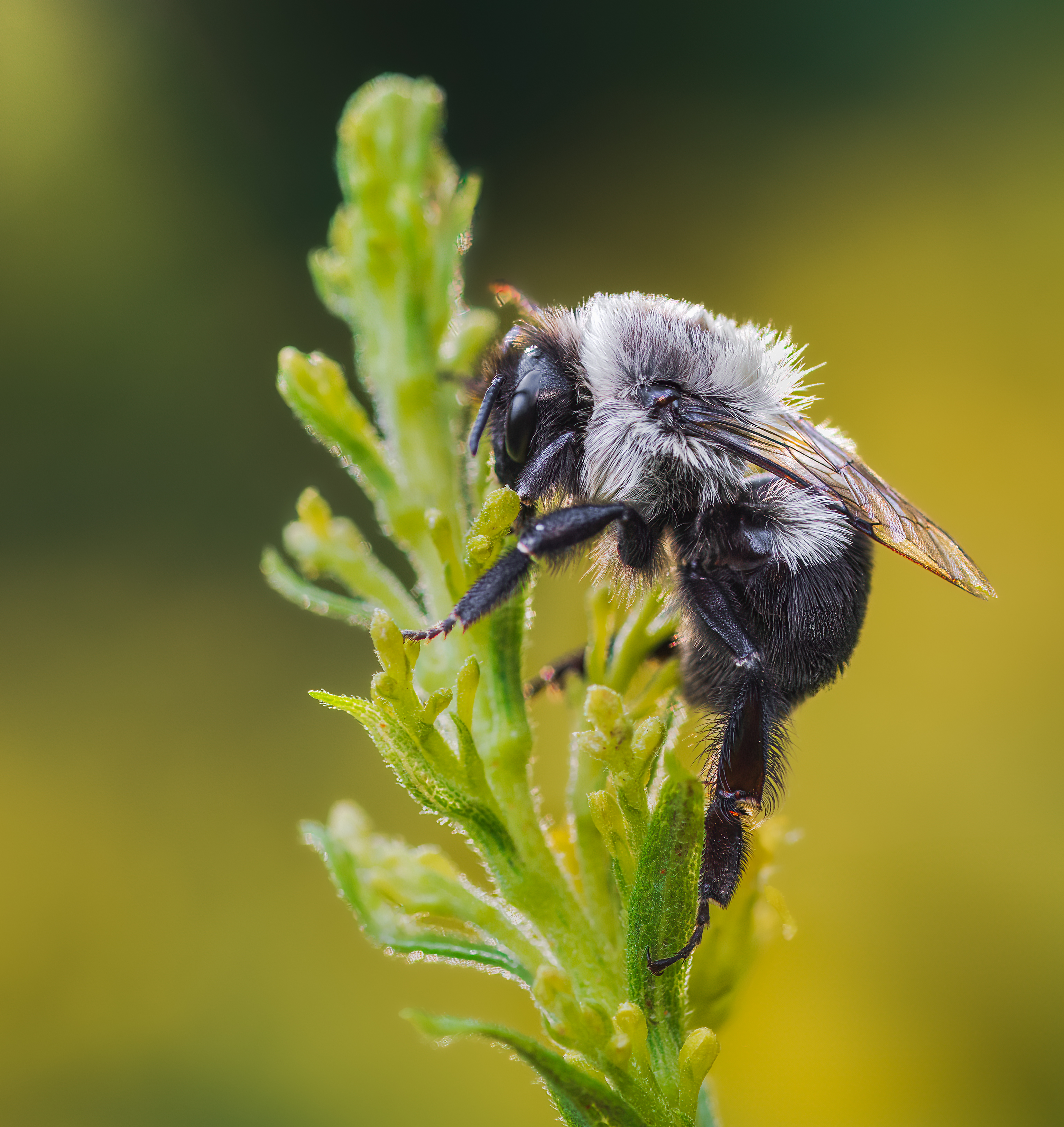 bee, bumblebee, insect, fall, autumn, stink bug, macro, leaves, season, seasons, camouflage, camouflaged, flower, floral, pink, Atul Saluja