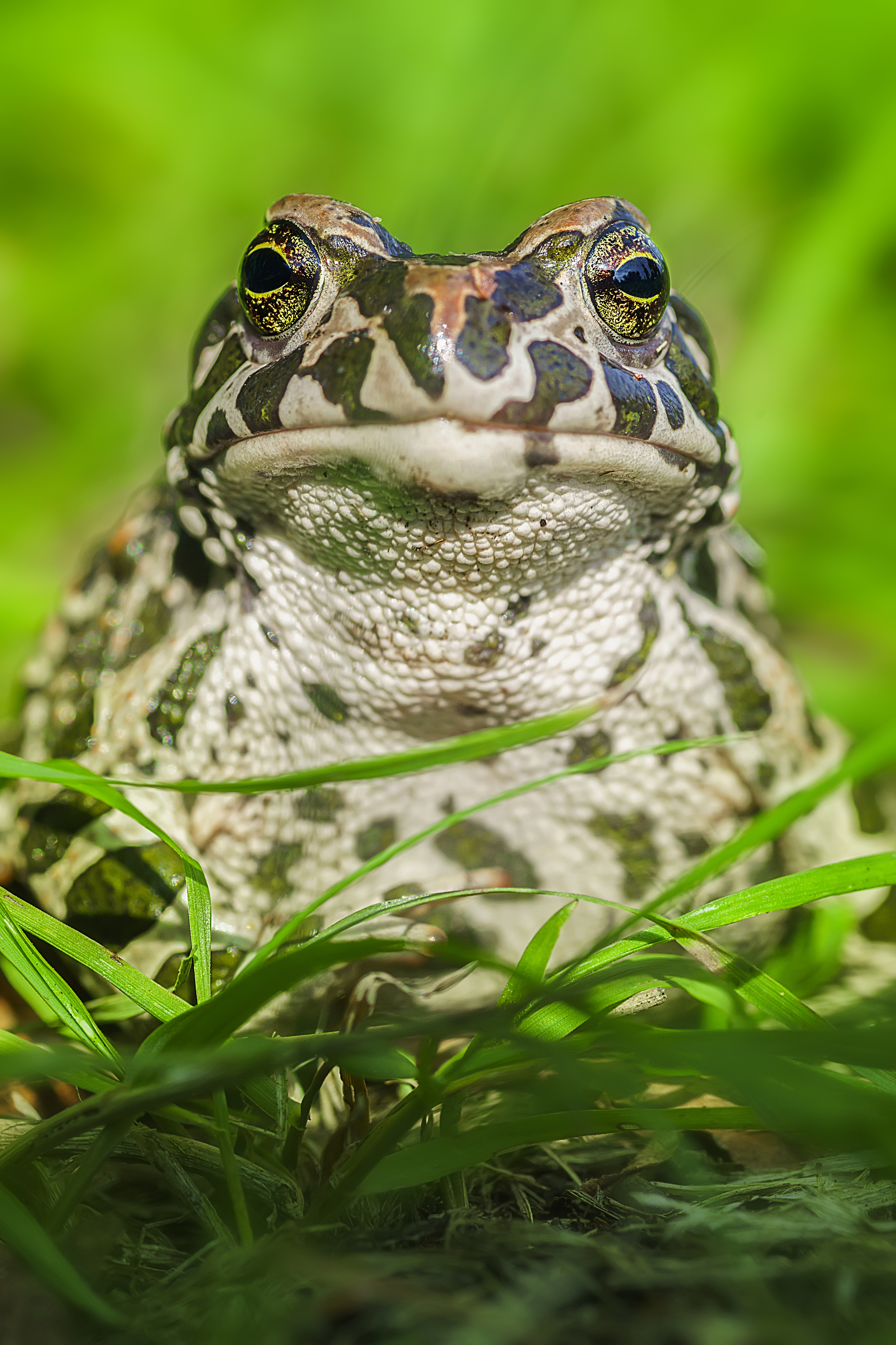 amphibian; wild; toad; wildlife; forest; fauna; animal; environment; natural; frog, Корнеев Алексей