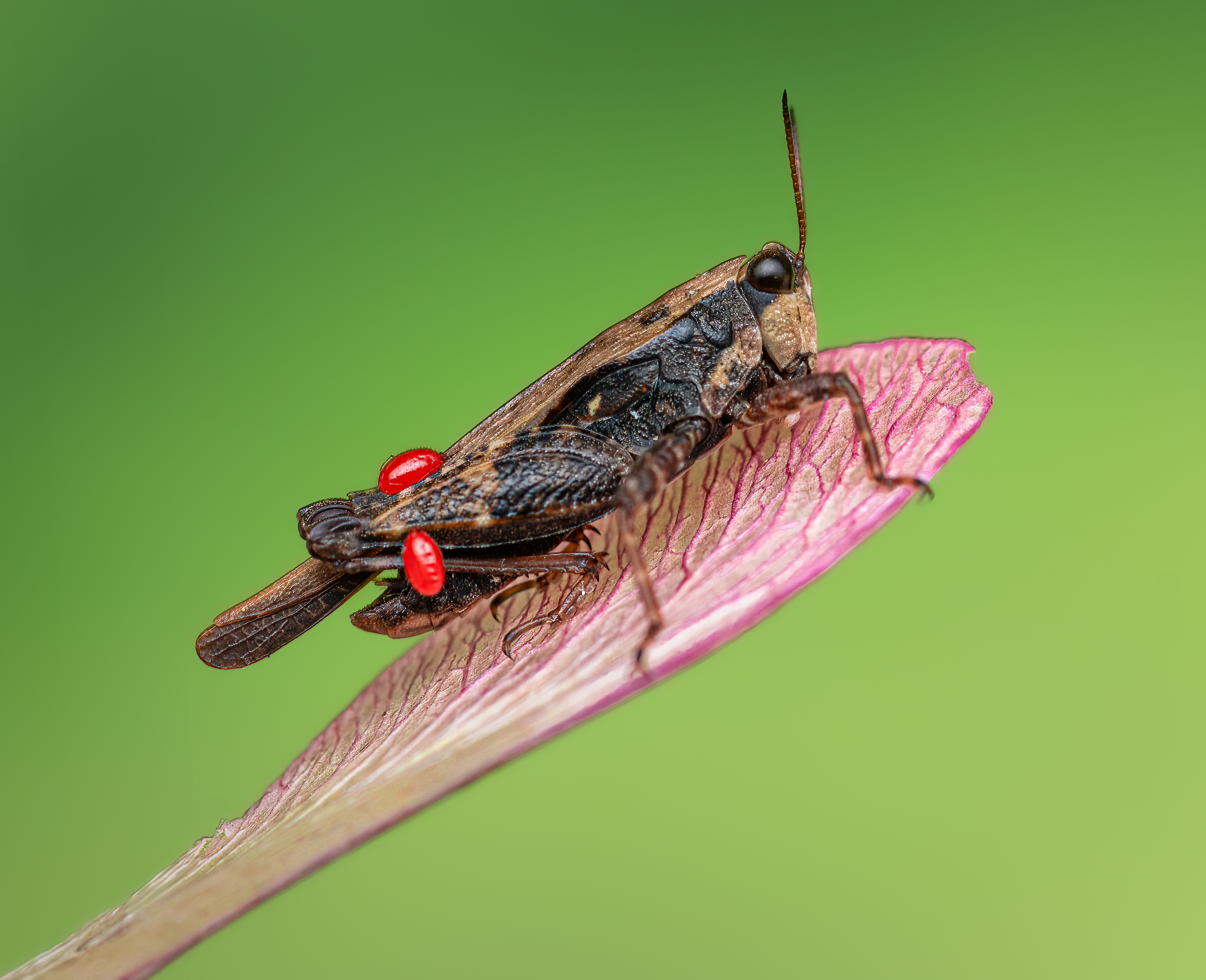 grasshopper, hopper, insect, macro, bug, grass, Atul Saluja