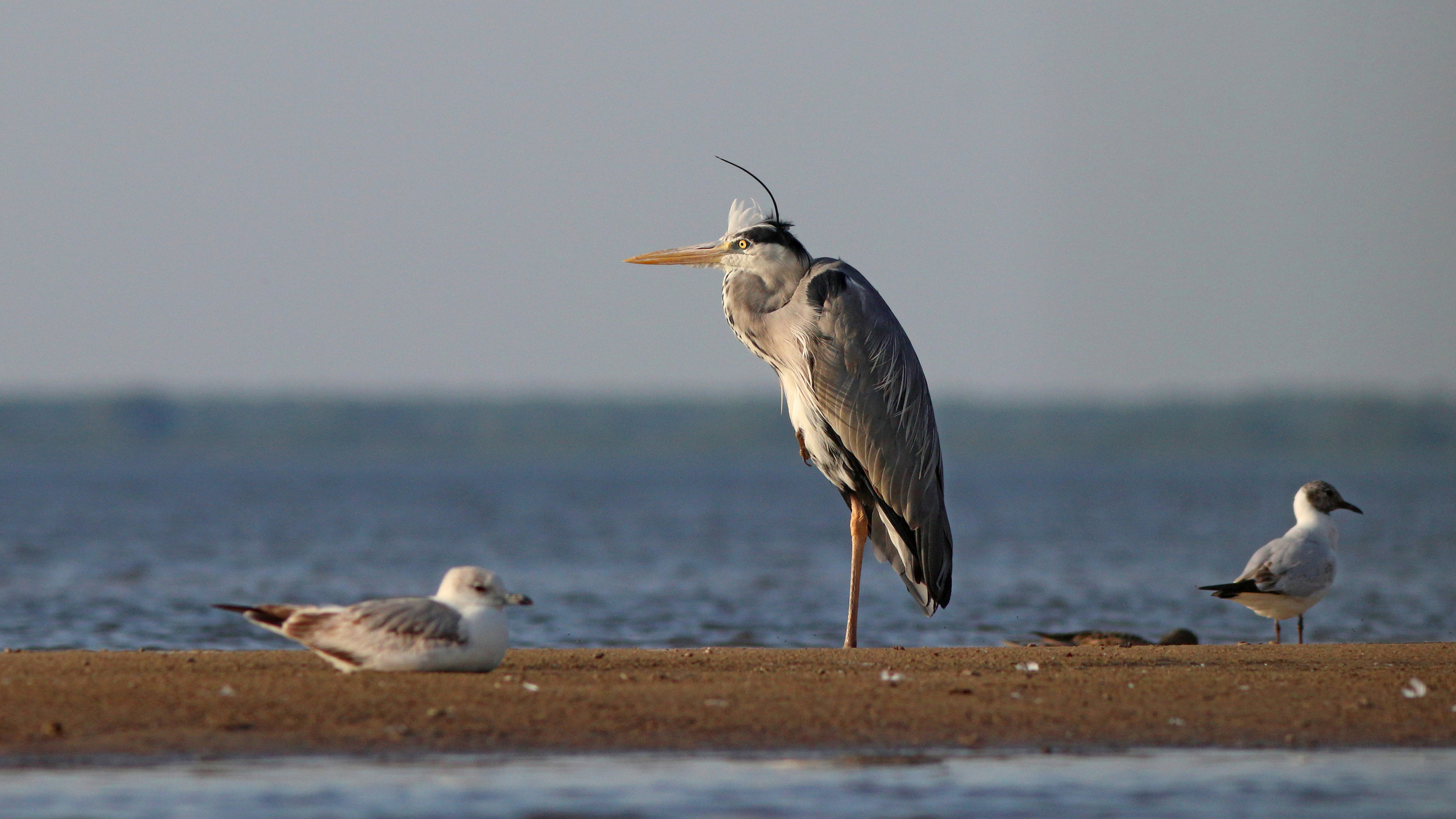 серая цапля, ardea cinerea, grey heron, куршский залив, Бондаренко Георгий