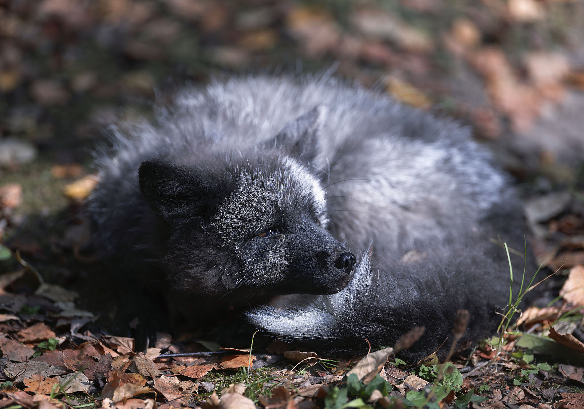 лиса, чернобурая, красотка, лес, осень, природа, fox, beautiful, forest, nature, Стукалова Юлия