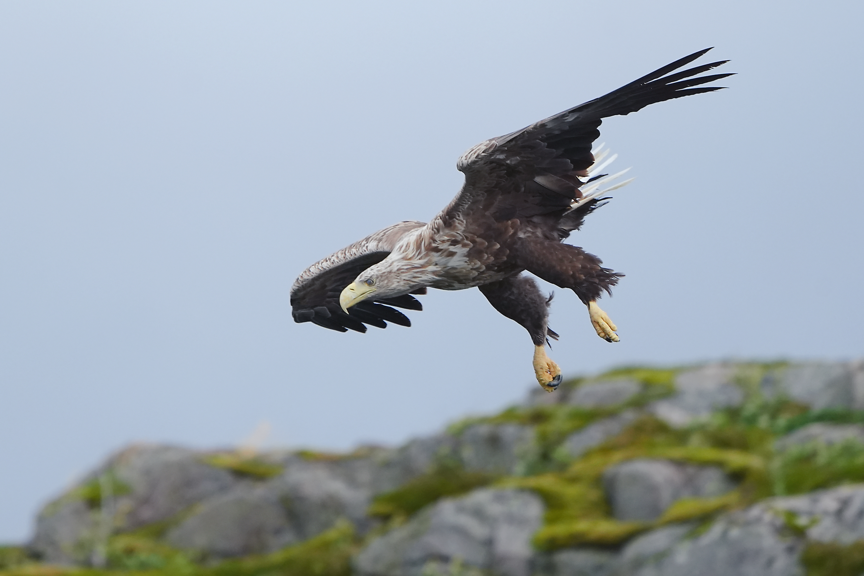 Haliaeetus albicilla, Jian Ma