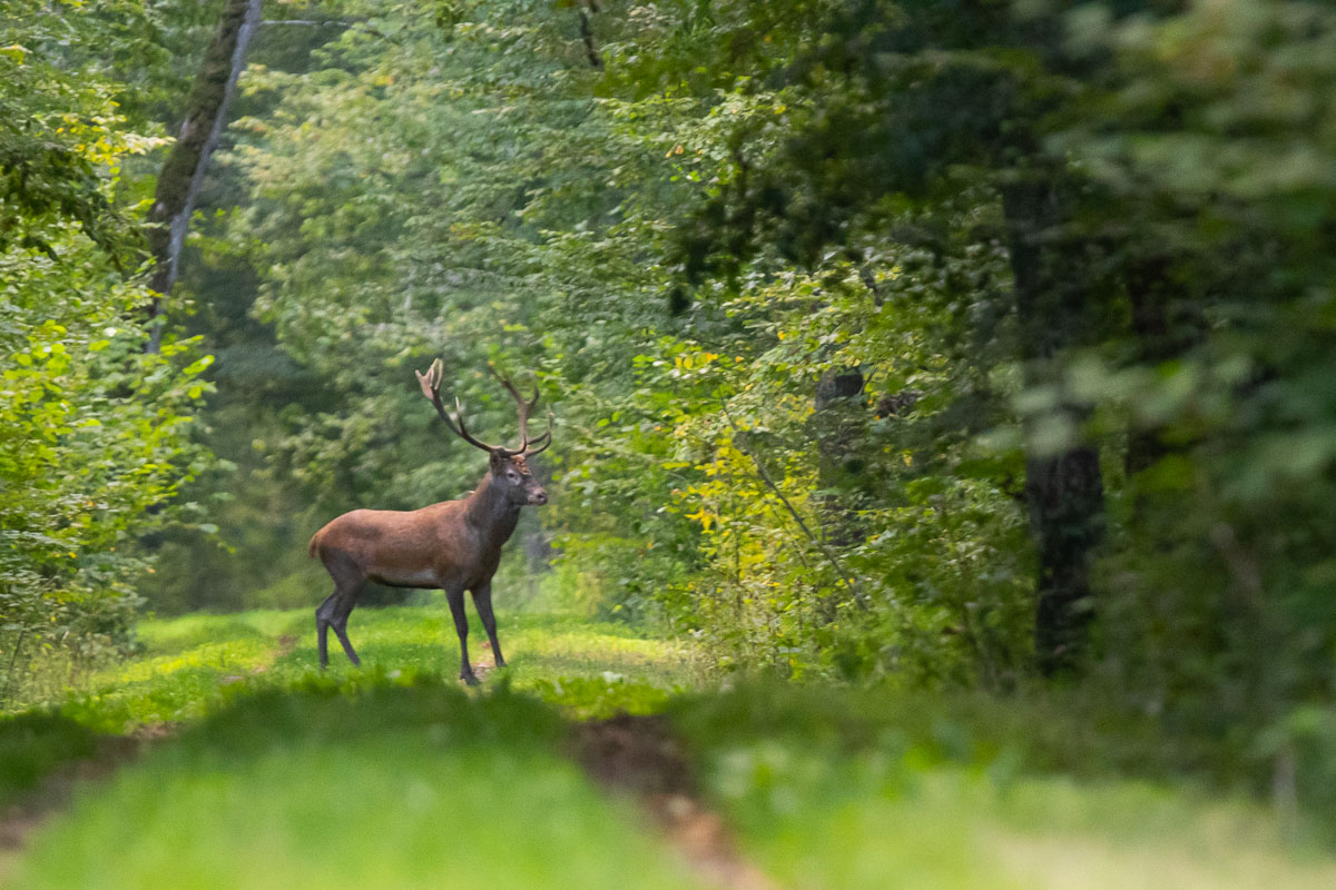 jeleń,las,droga,ssaki,natura,fauna,byczek , Zakrzewski Marcin