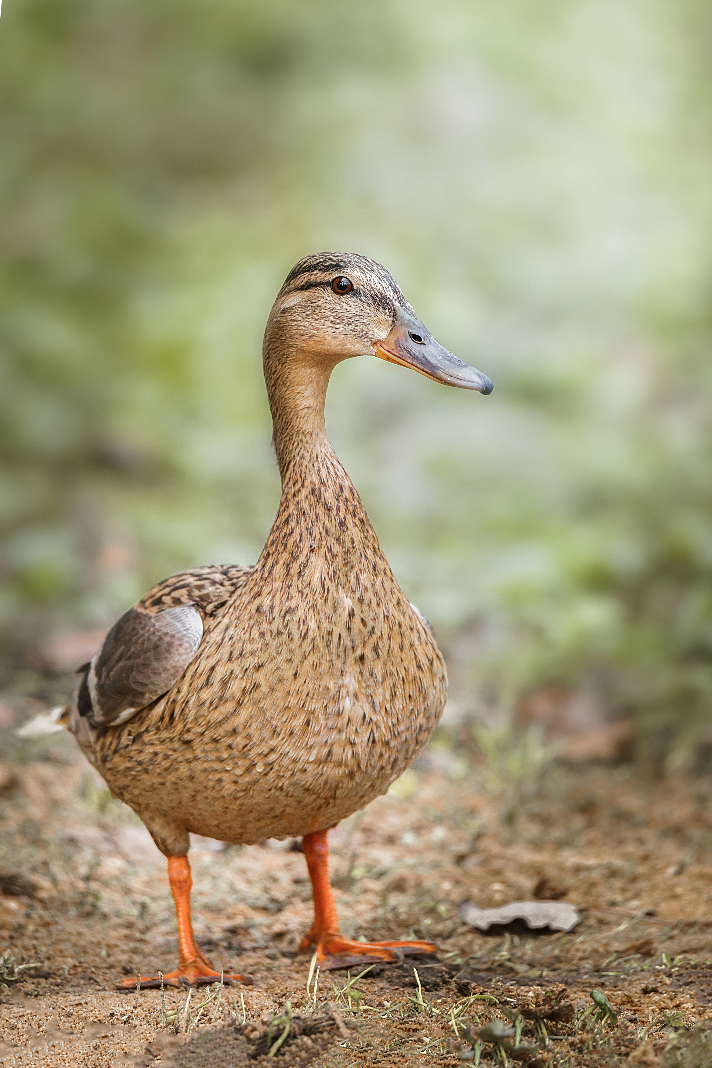 nature; bird; grass; duck; wild; animal; green; wildlife; park; beak, Корнеев Алексей