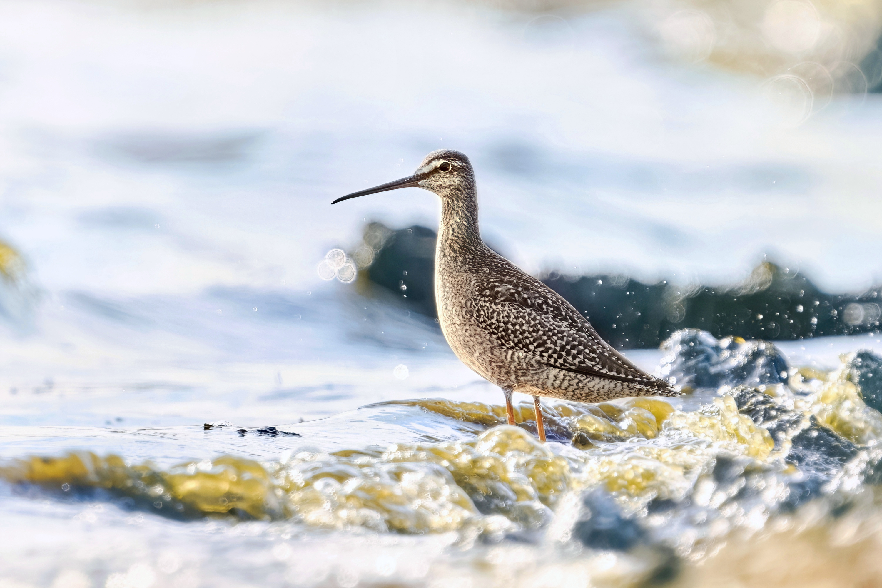 щёголь,spotted redshank,tringa erythropus,кулик,shorebird,wader,, Андрей Гуливанов