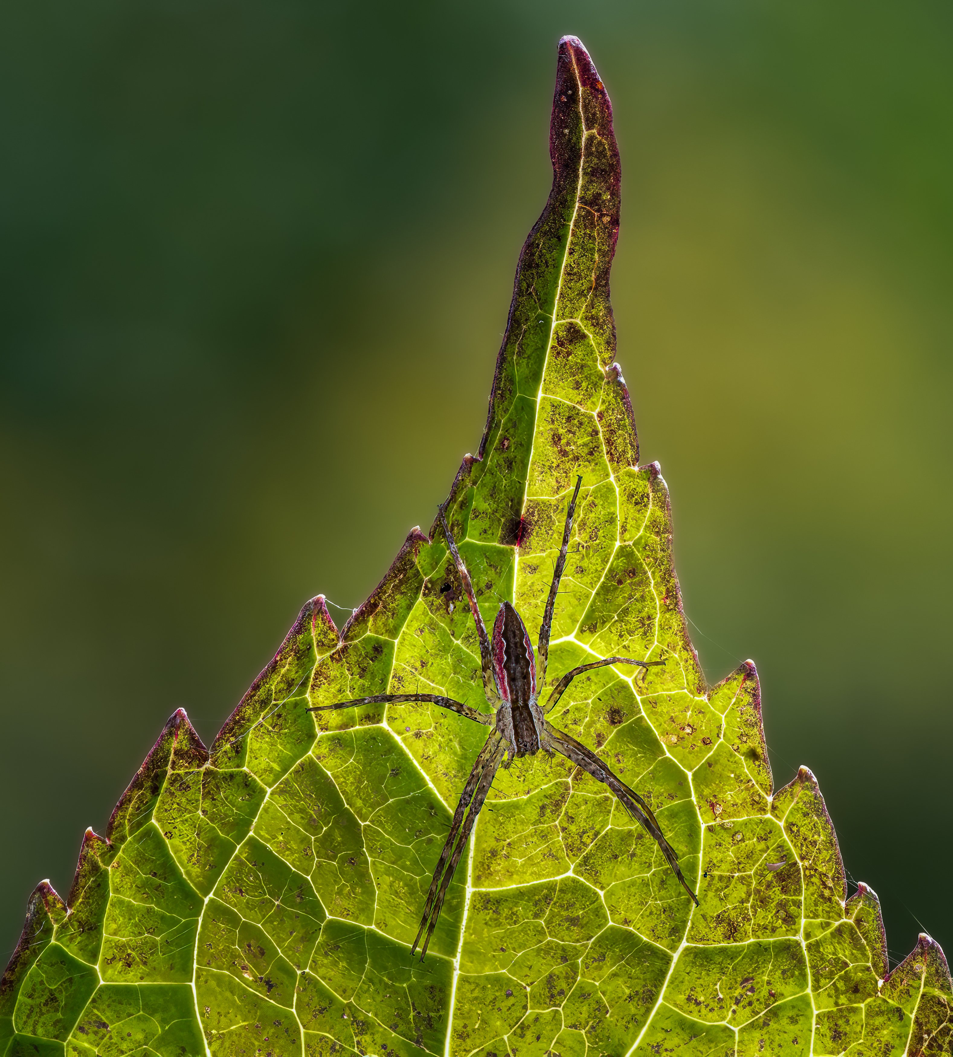 spider, animal, wild, insect, arachnid, leaf, macro,, Atul Saluja