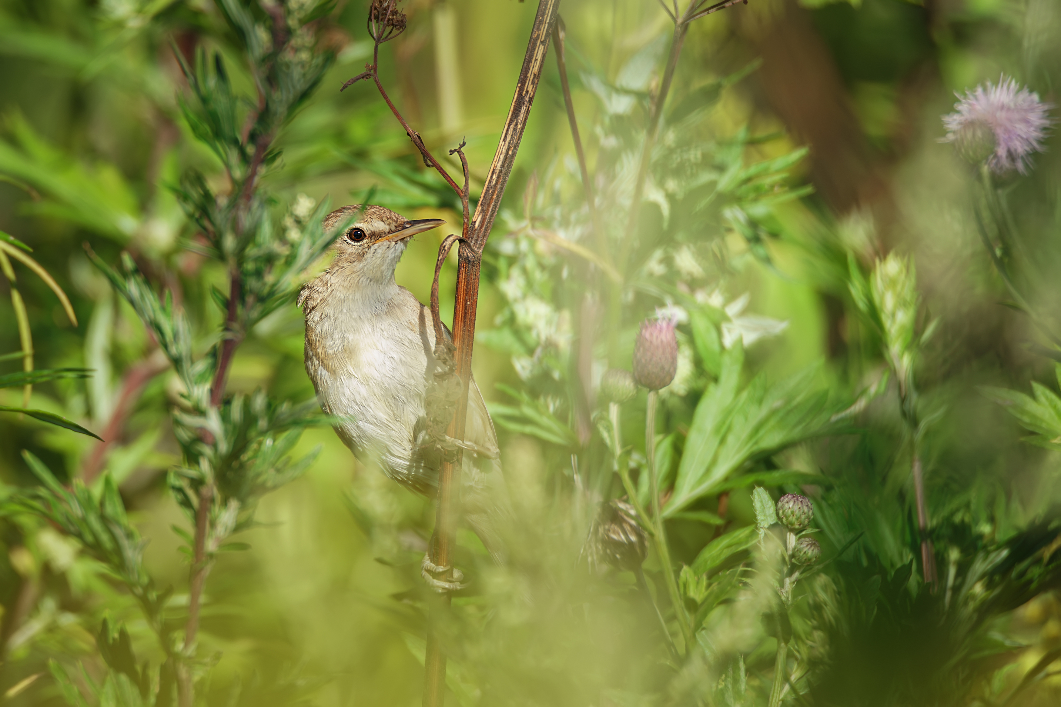 nature; wildlife; bird; animal; beautiful; fauna; acrocephalus dumetorum; feather;, Корнеев Алексей