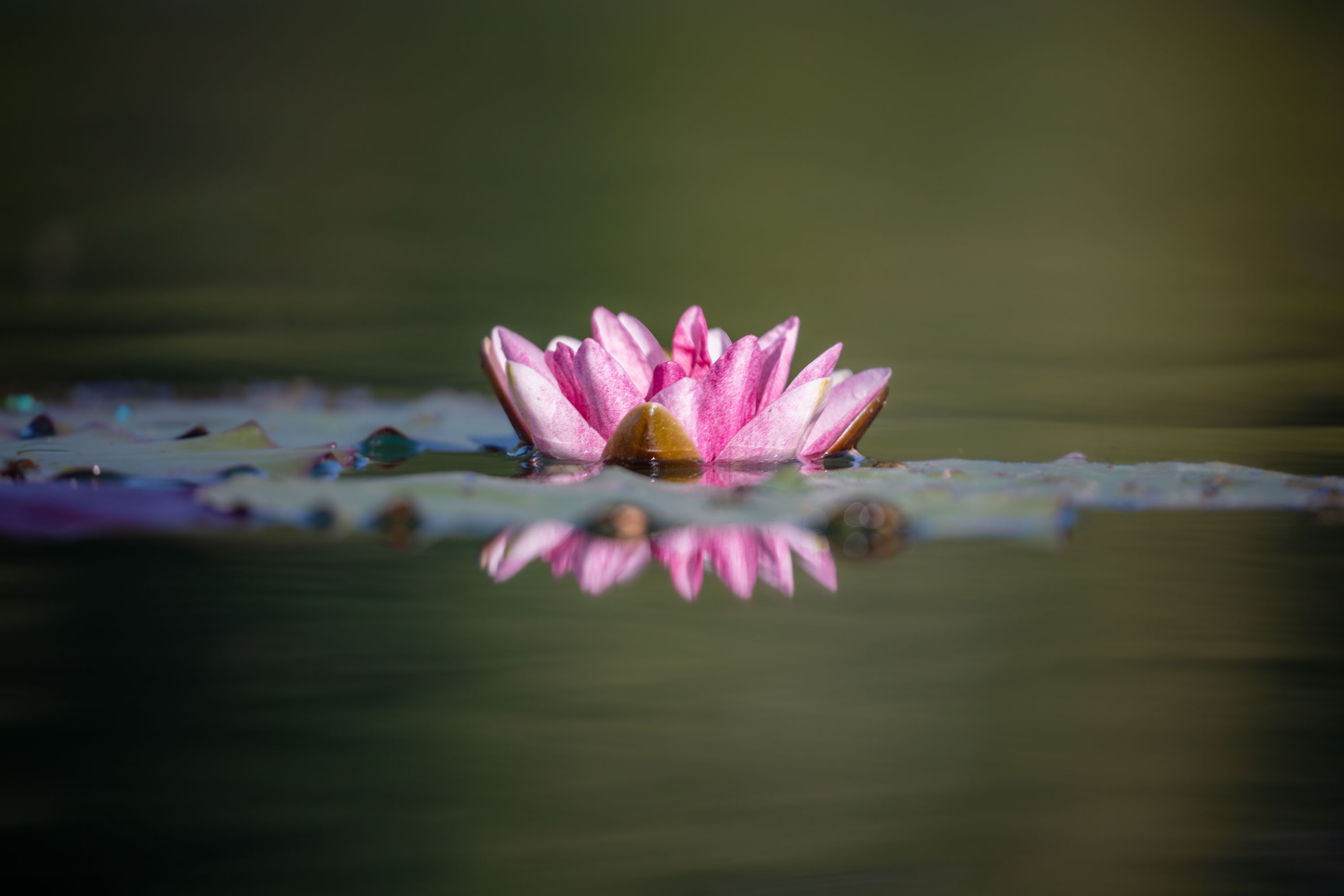 flower, water, lake, lily, water lily, nymphaea,  Gregor