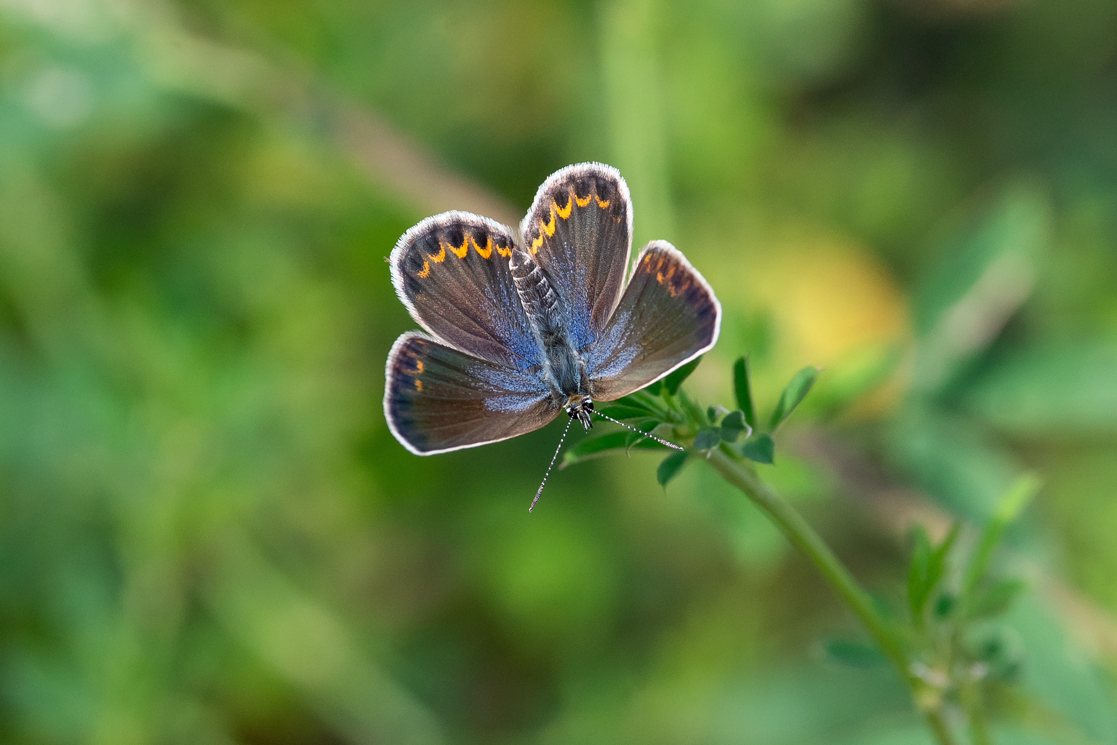 buttefly, volgograd, russia, wildlife, , Павел Сторчилов