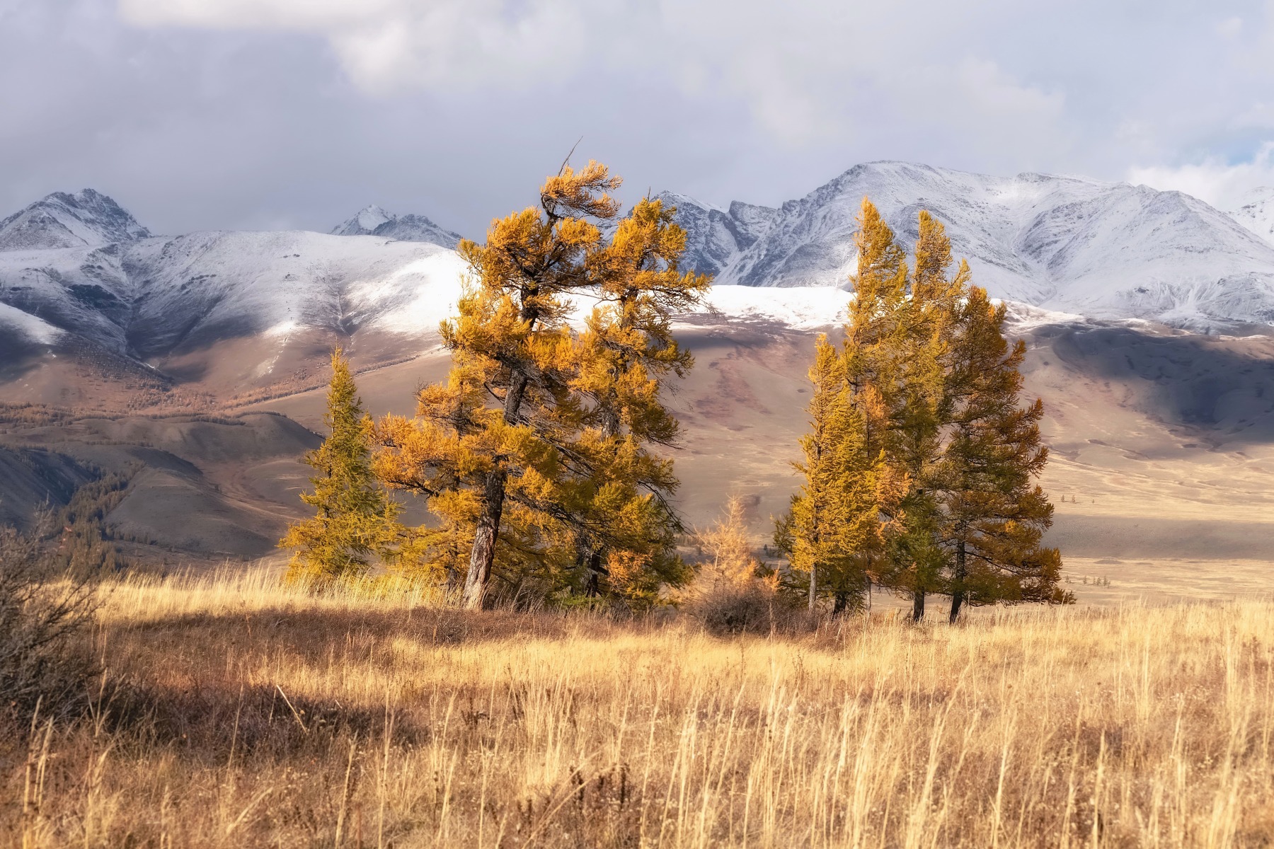 алтай, осень, непогода, лиственницы ,, Фомина Марина