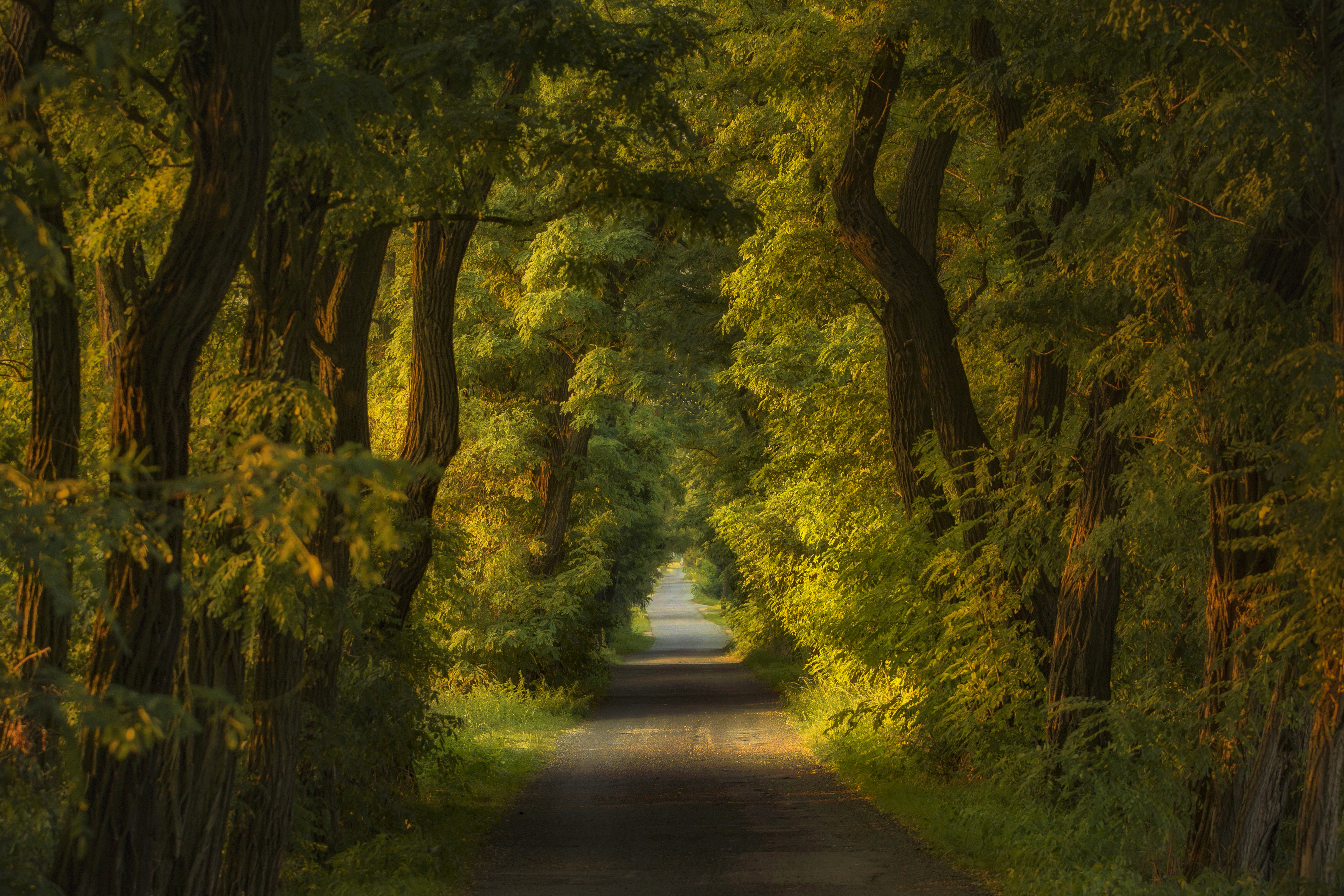 horizontal, tree, nature, day, road, forest, tranquility, landscape, idyllic, poland , tarnowskiegóry, Damian Cyfka