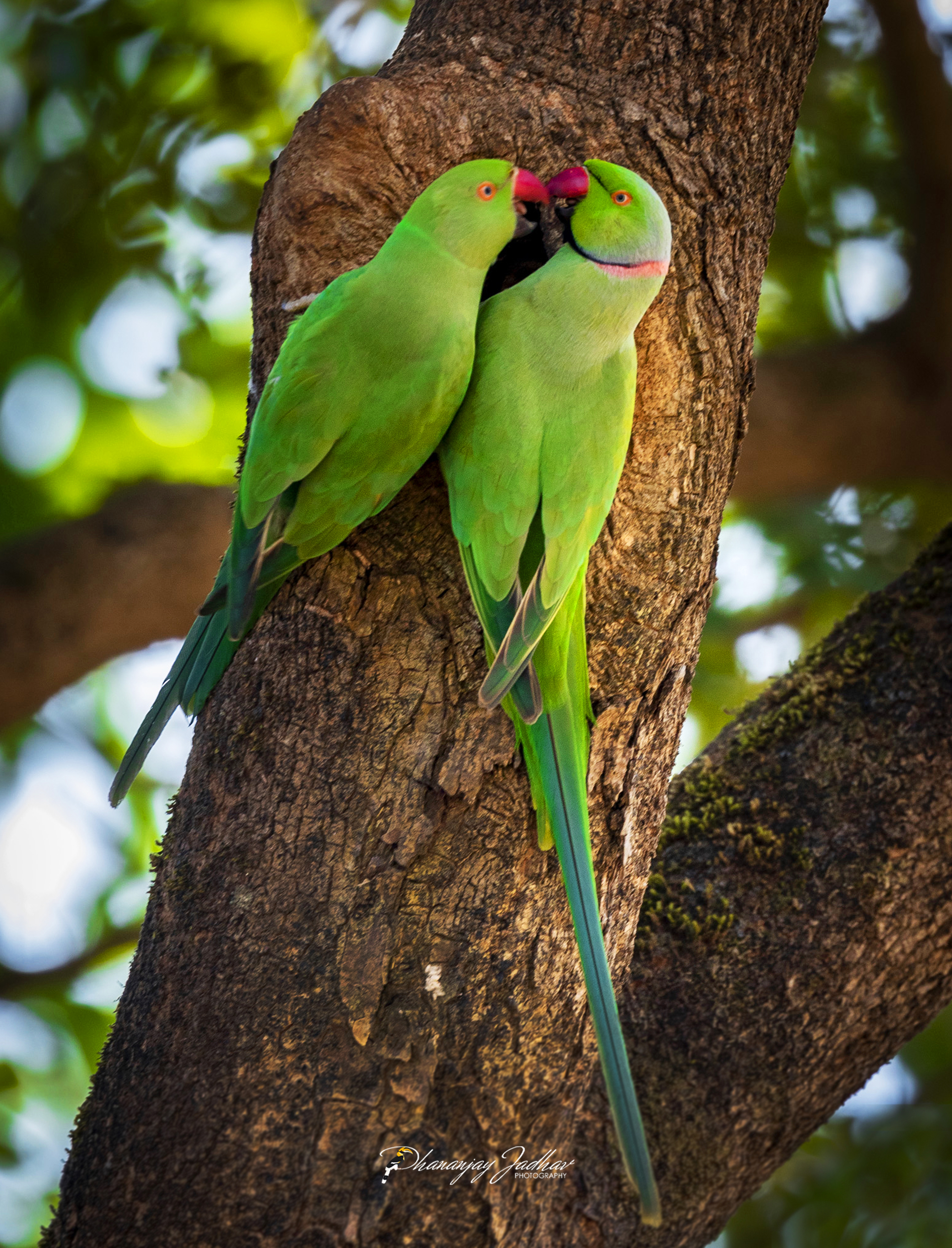 , Dhananjay Jadhav