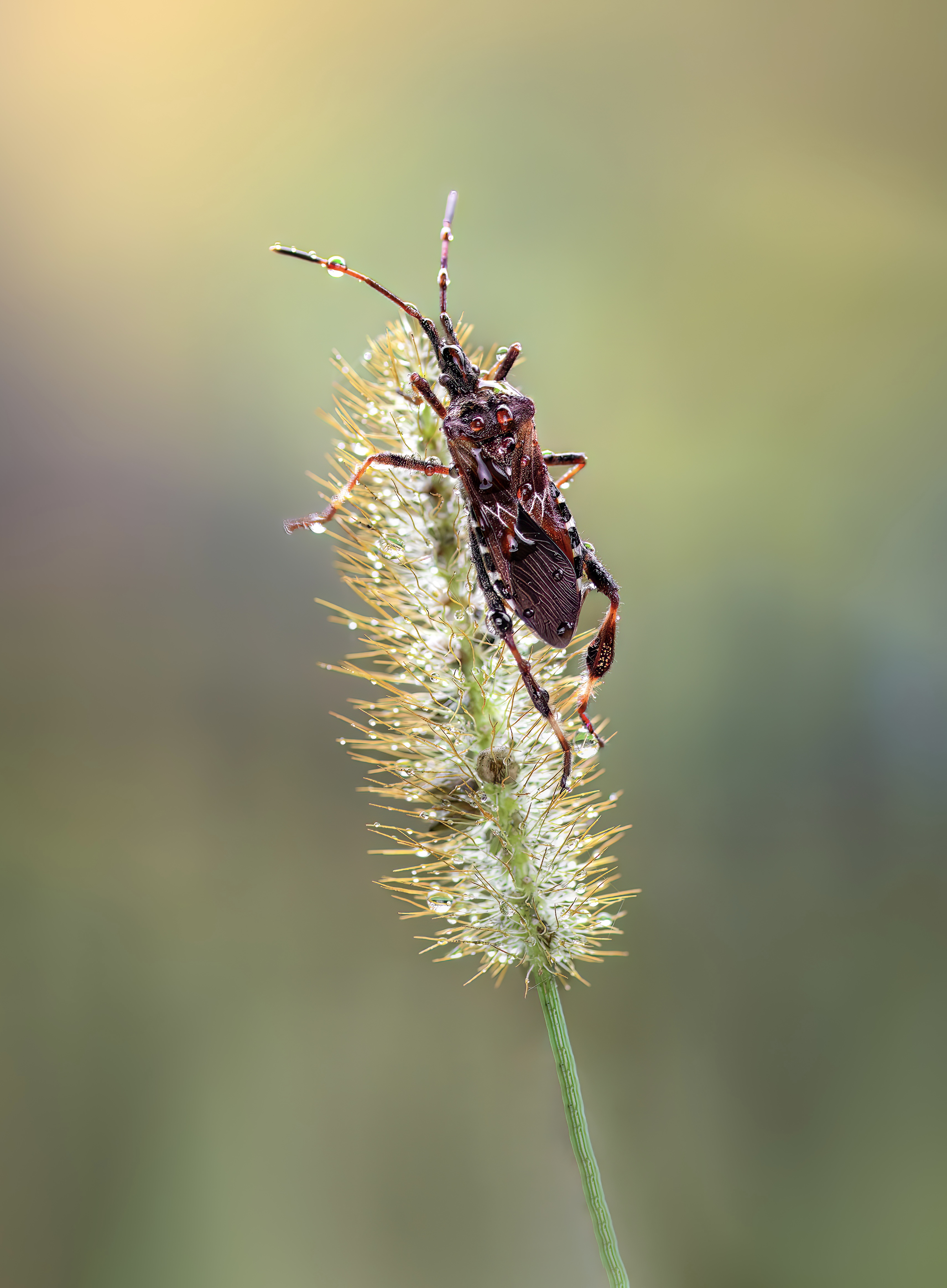 beetle, insect, fall, autumn, stink bug, macro, leaves, season, seasons, camouflage, camouflaged,, Atul Saluja