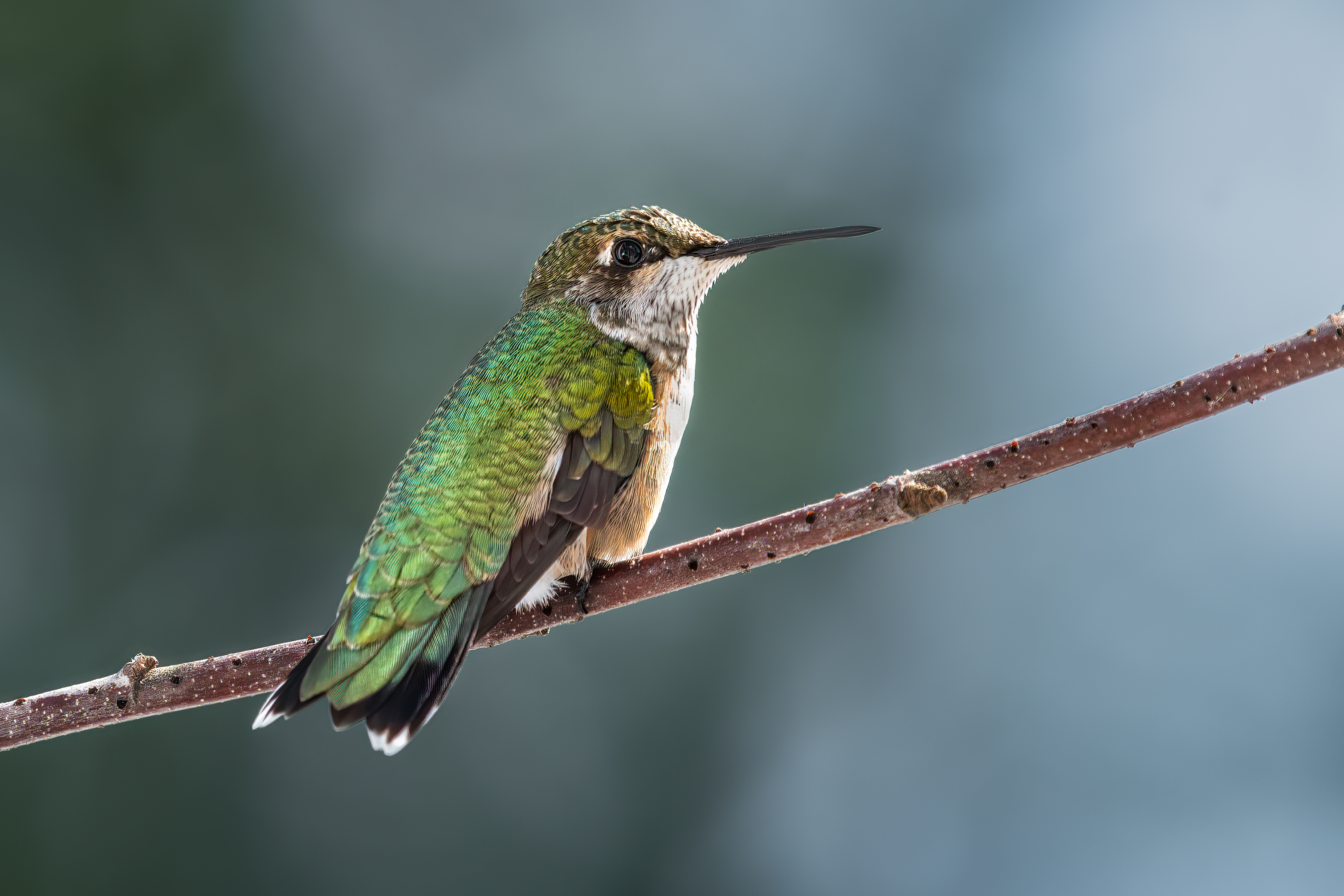 bird, humming, hummingbird, hummingbirds, hummer, rufous, nature, animals, wild, action, dynamic, Atul Saluja