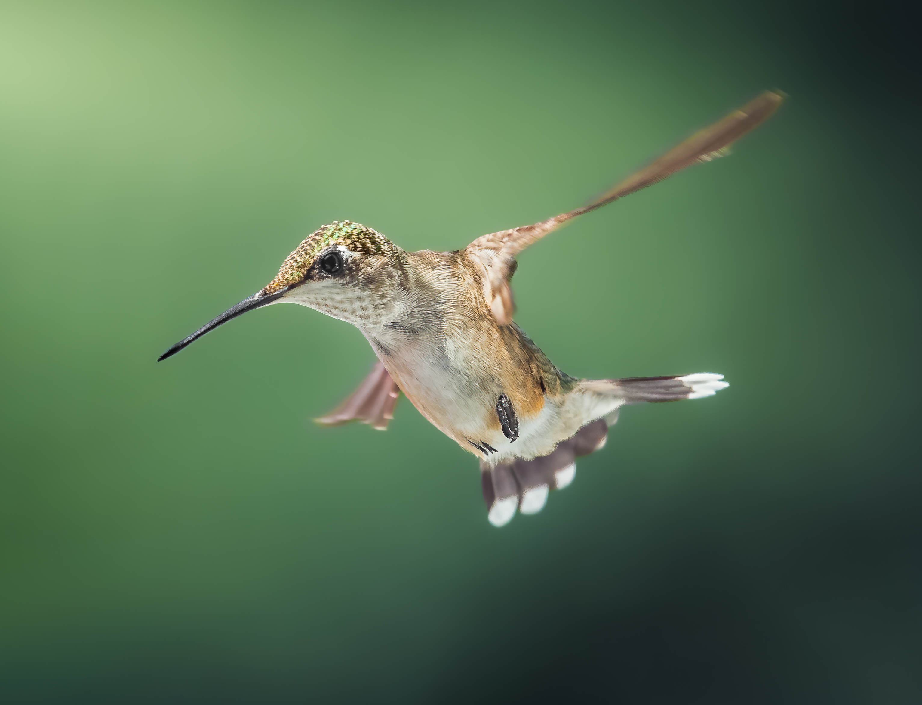 bird, humming, hummingbird, hummingbirds, hummer, rufous, nature, animals, wild, action, dynamic, Atul Saluja