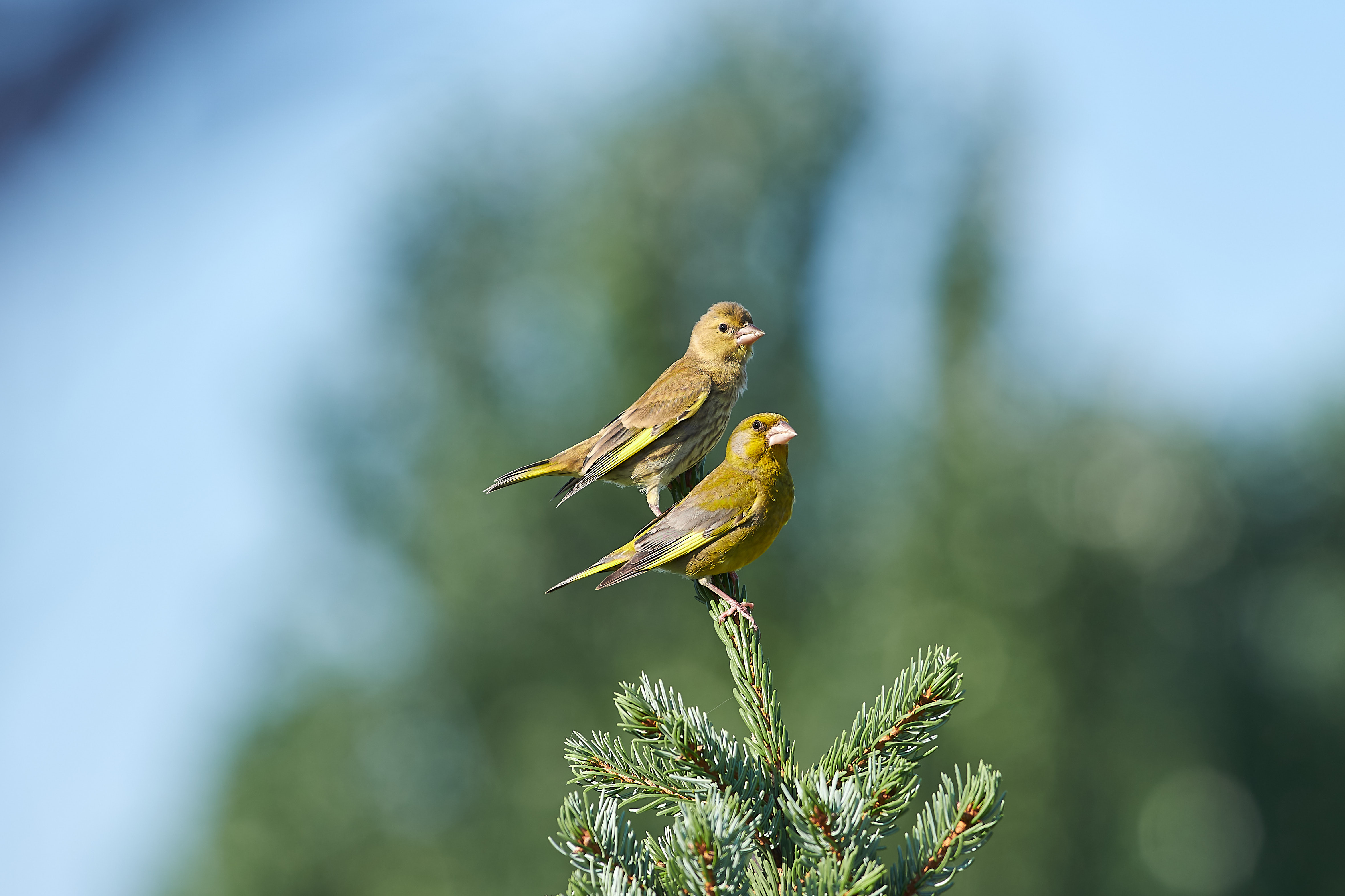 bird, birds, volgograd, russia, wildlife, , Павел Сторчилов