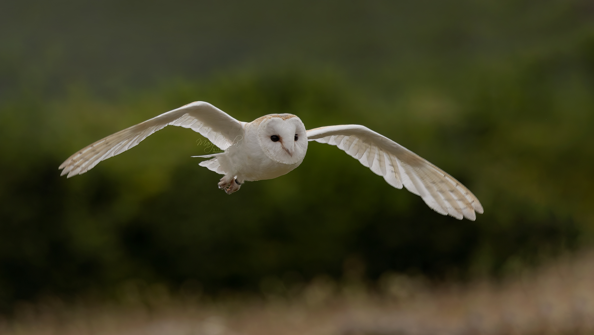 barn owl, owl, nature, wildlife, action, flight, canon, MARIA KULA