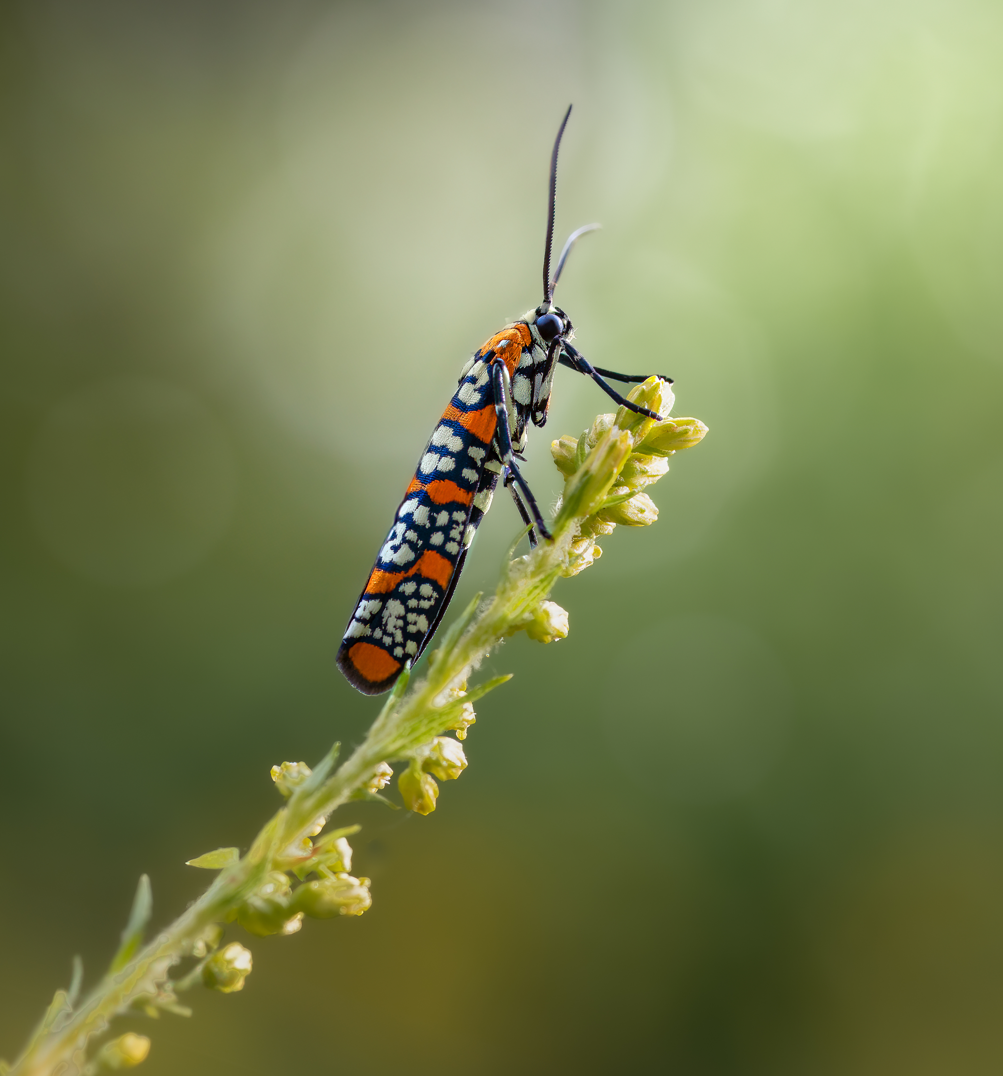 moth, butterfly, beetle, insect, fall, autumn, stink bug, macro, leaves, season, seasons, camouflage, camouflaged,, Atul Saluja