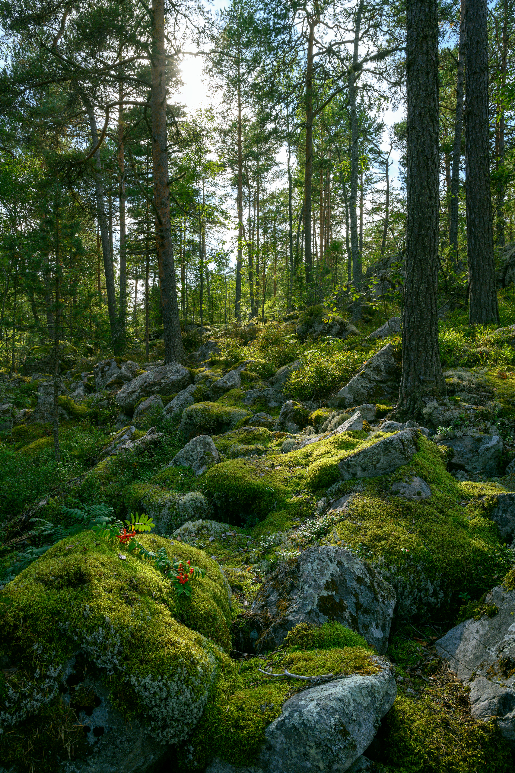 forest, tree, light, foliage, sunlight, spruce, morning, rocks, evening, hill, Андрей Козлов