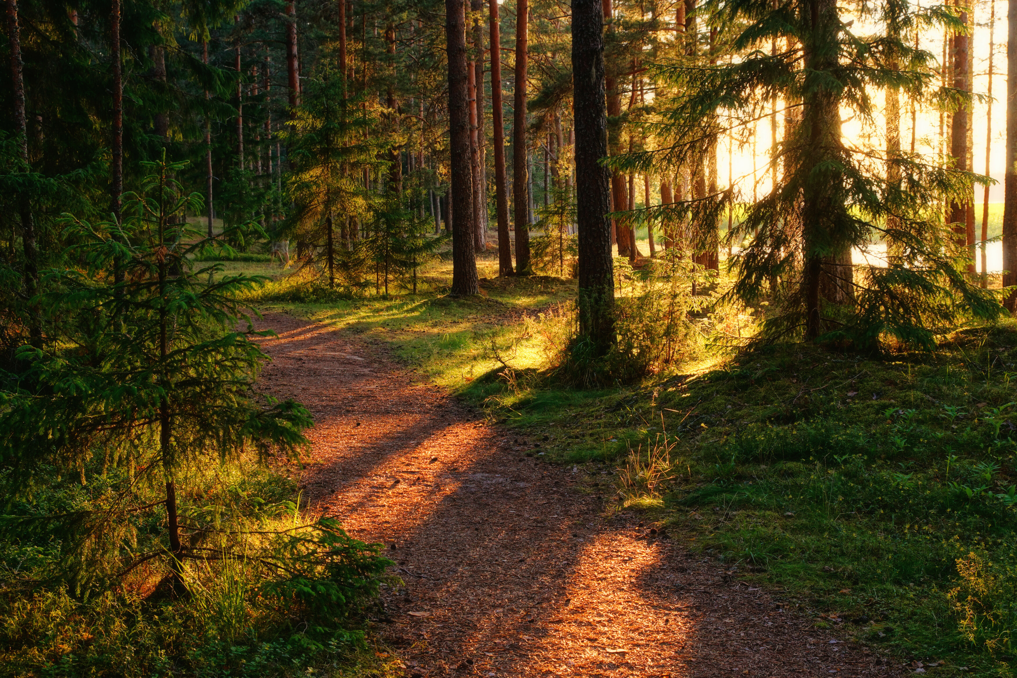 закат, лес, селигер, кличен, sunset, hdr, forest, Пётр Калачев