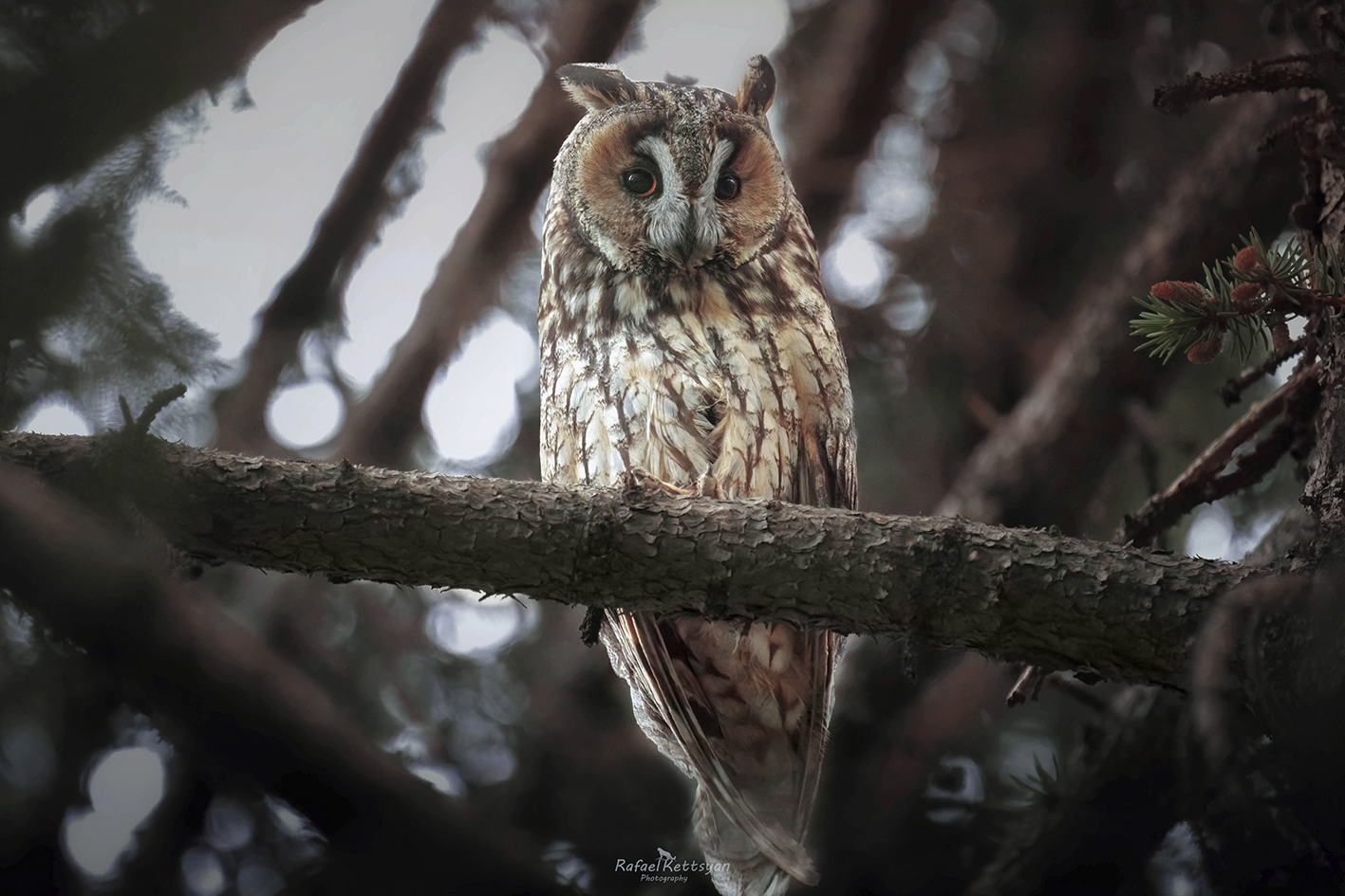 #owls, #wildlife, #animals, #birds, #совы, Кетцян Рафаэль