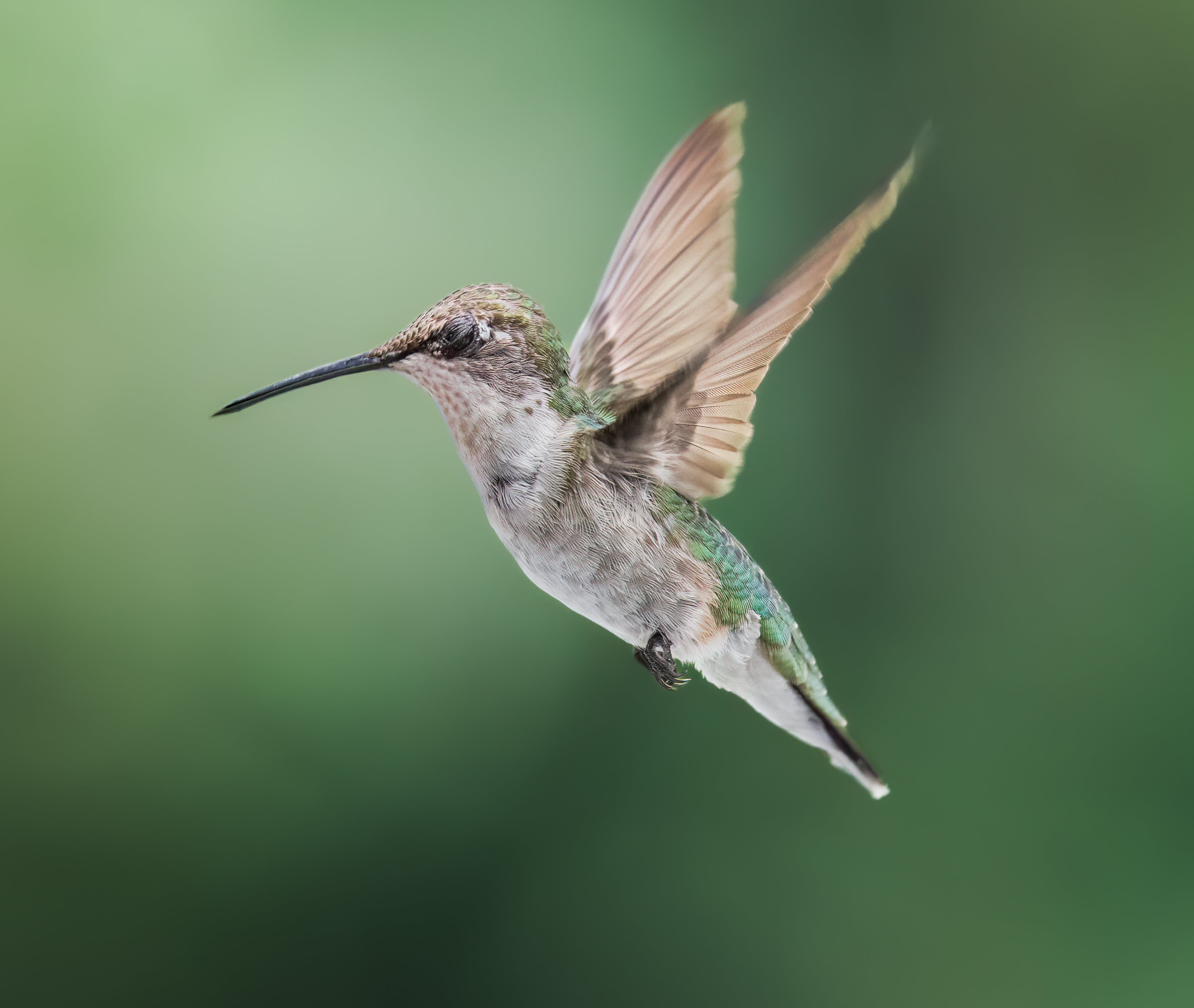 bird, humming, hummingbird, hummingbirds, hummer, rufous, nature, animals, wild, action, dynamic, Atul Saluja