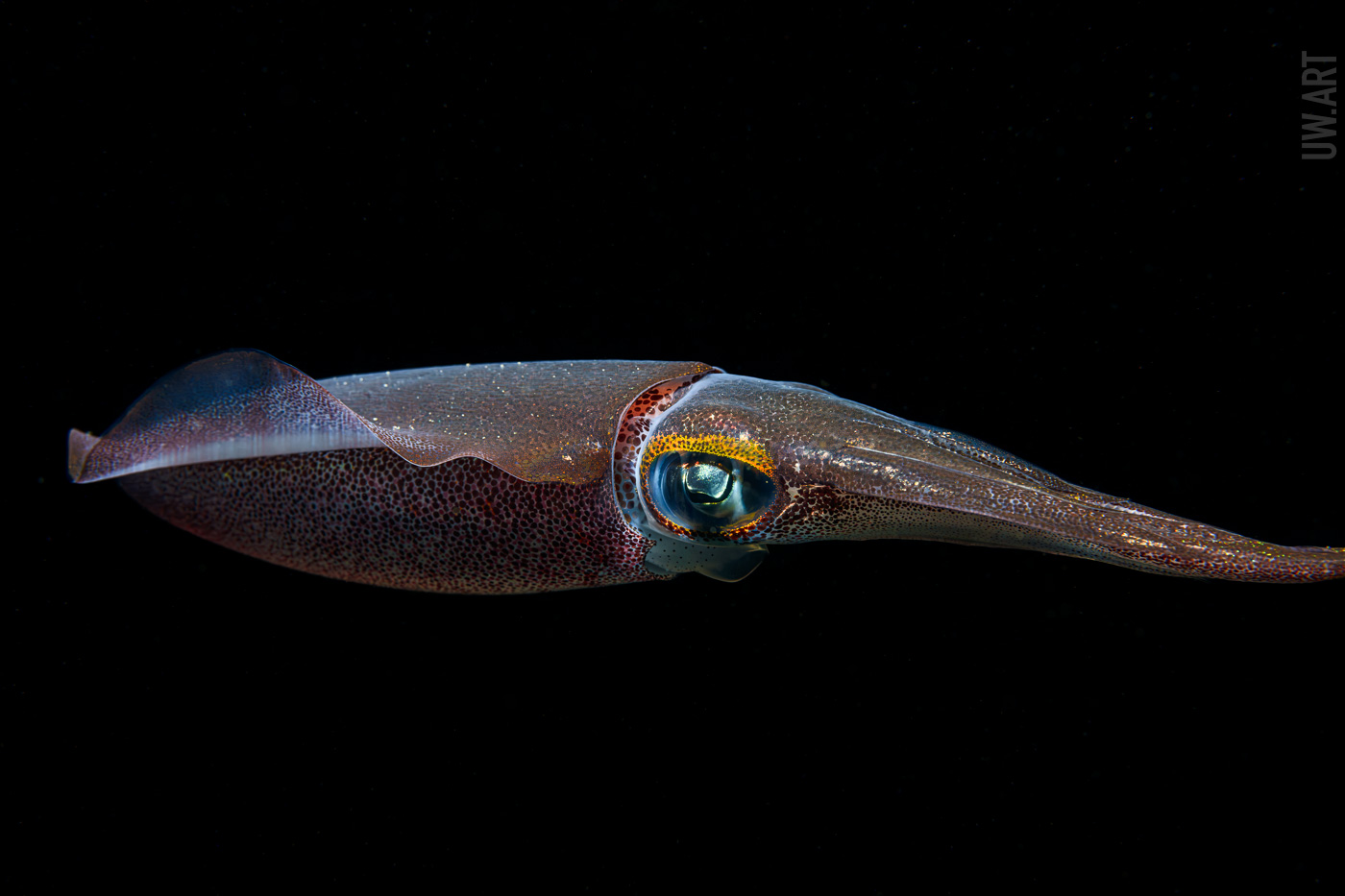 squid, Савин Андрей