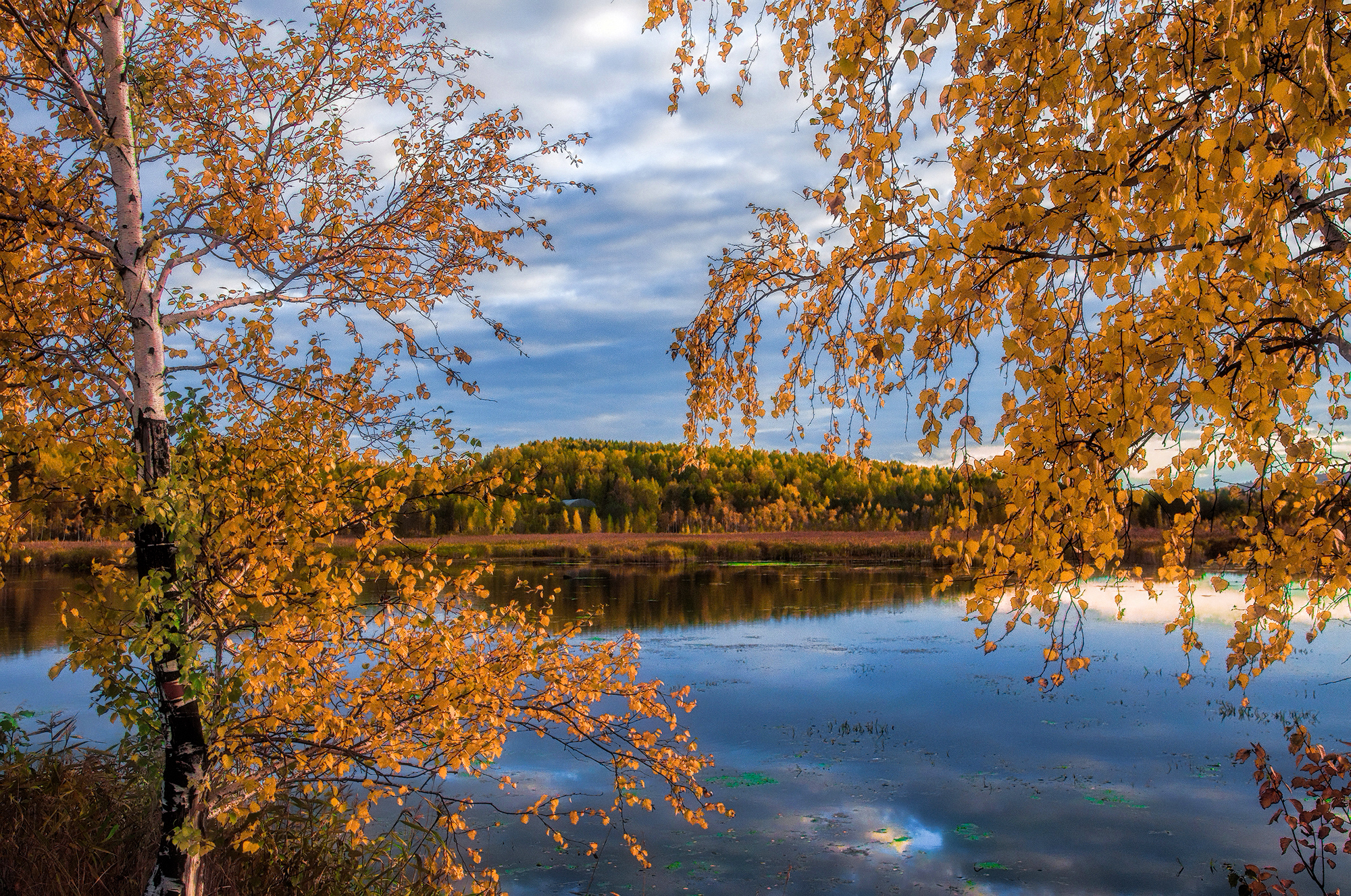 осеннее золото, Vladim Bormotov