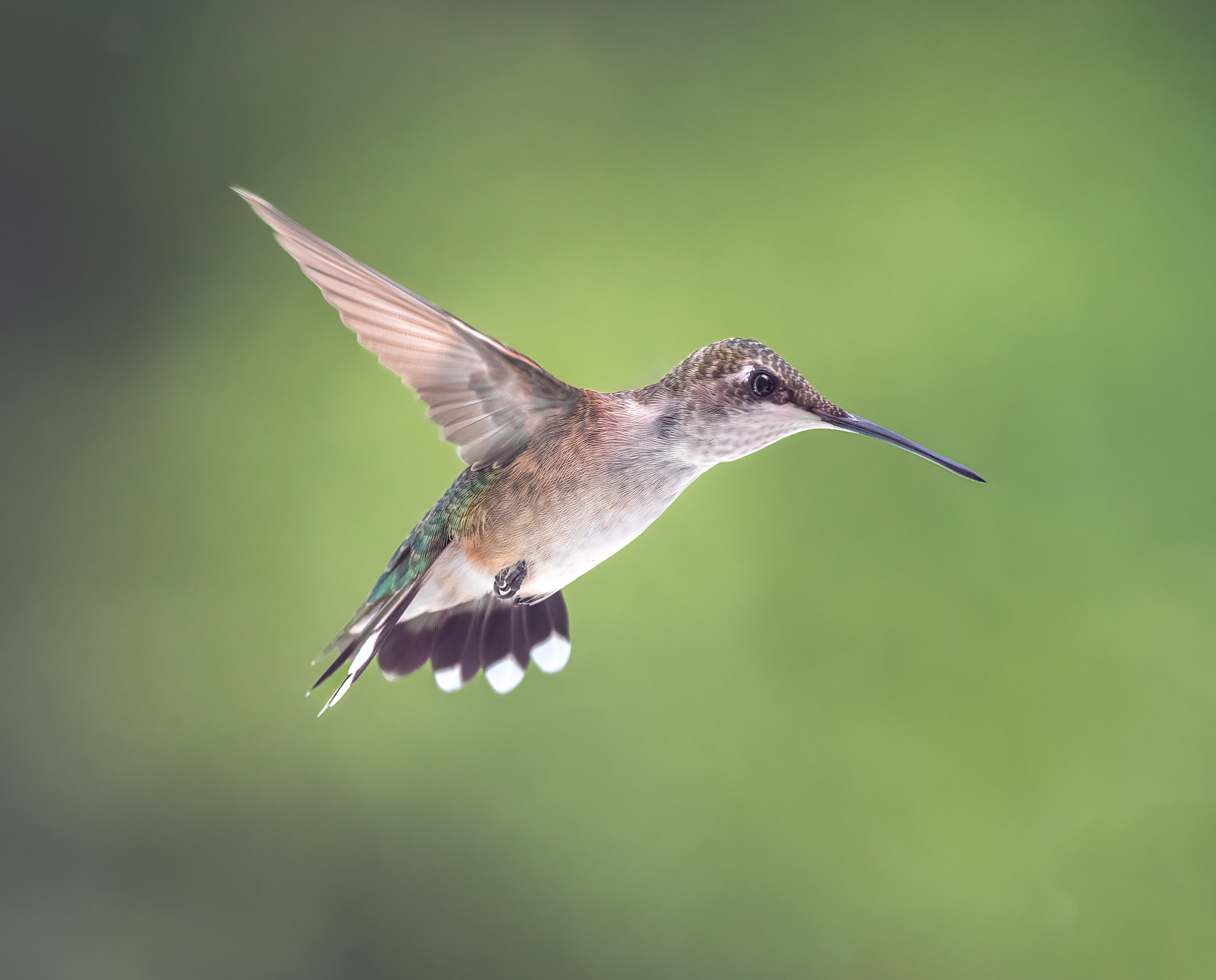 bird, humming, hummingbird, hummingbirds, hummer, rufous, nature, animals, wild, action, dynamic, Atul Saluja