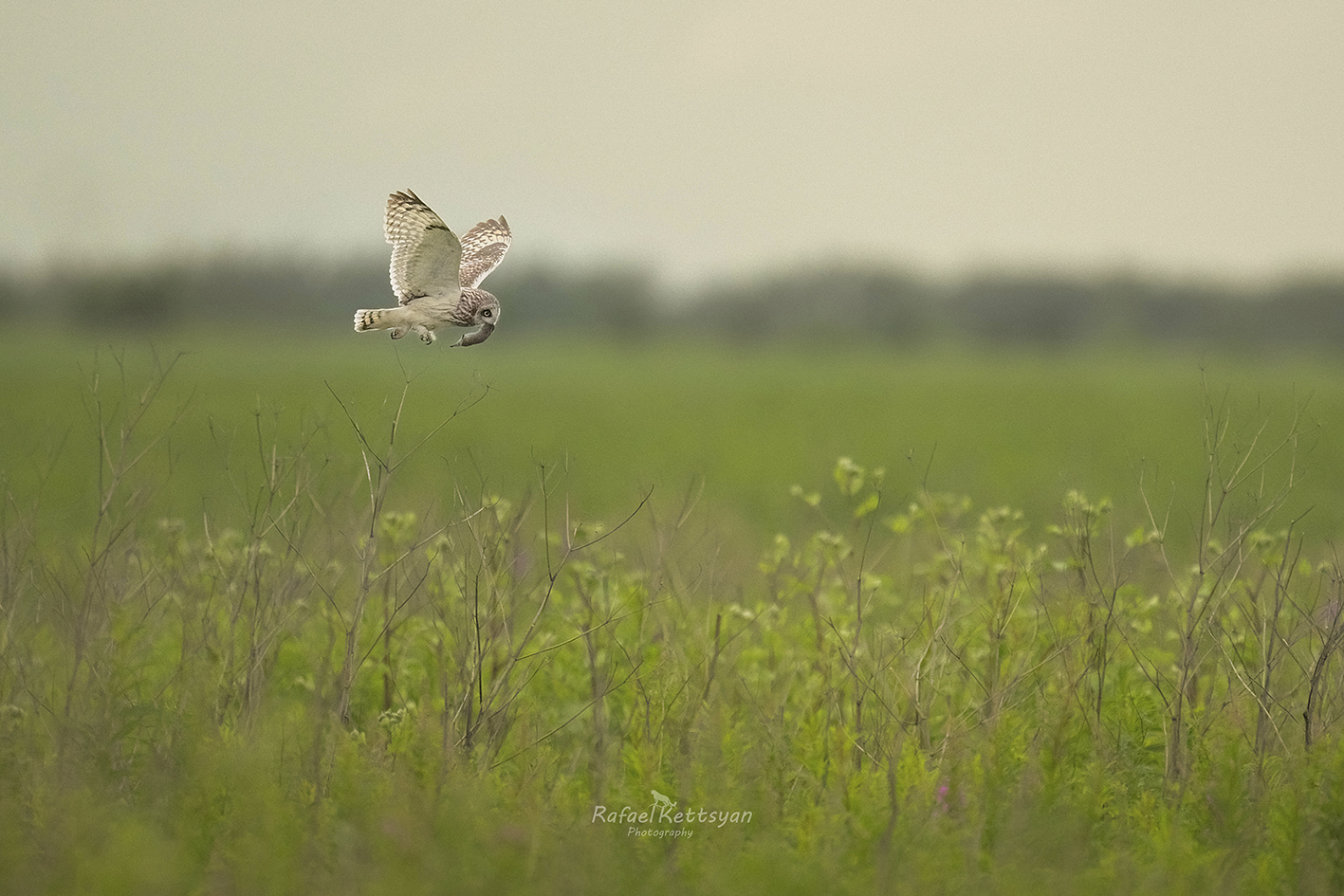 #owls, #wildlife, #animals, #birds, #совы, Кетцян Рафаэль