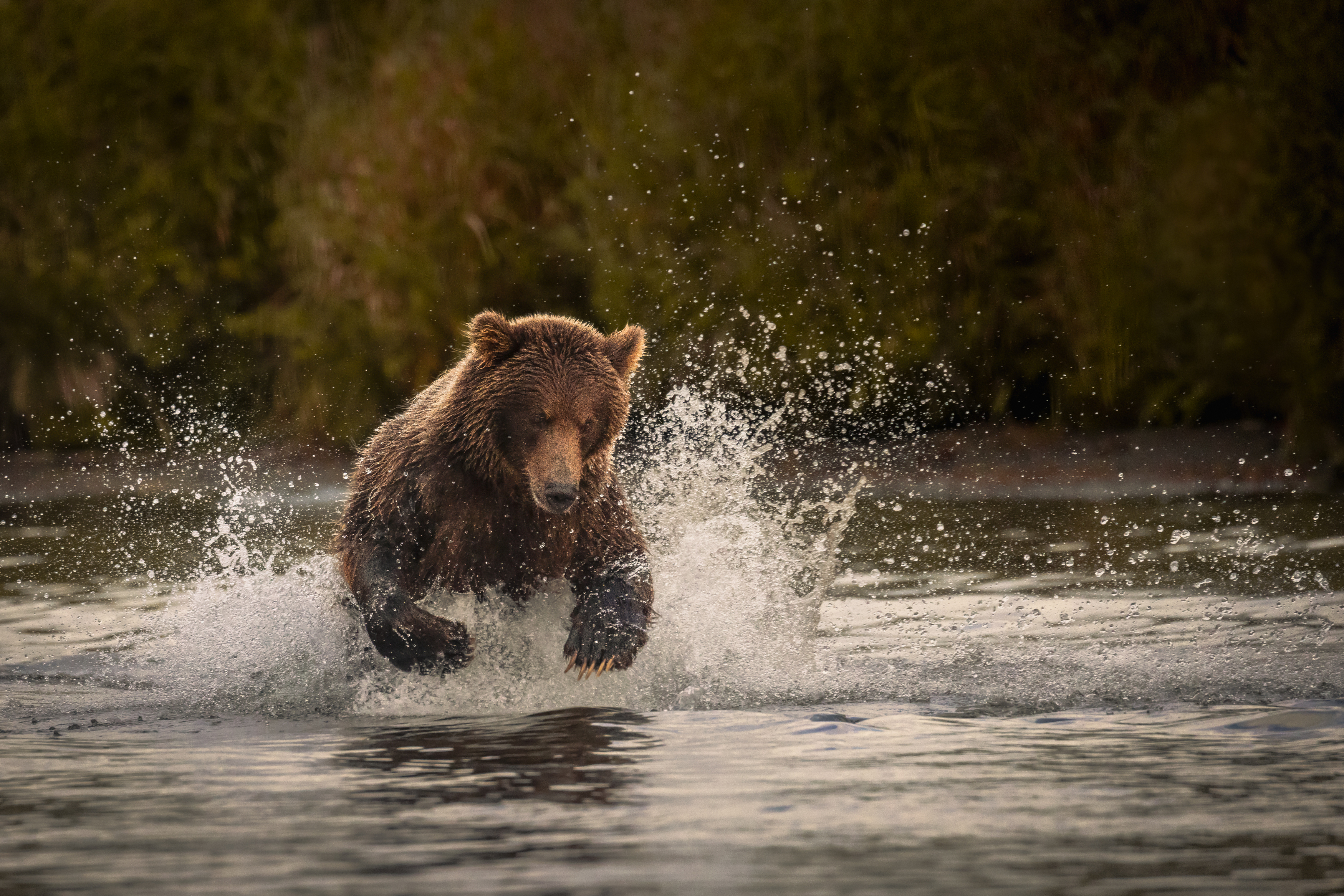 bear, mammal, bears, kamchatka, камчатка, медведь, медведи, Bevzenko Roman