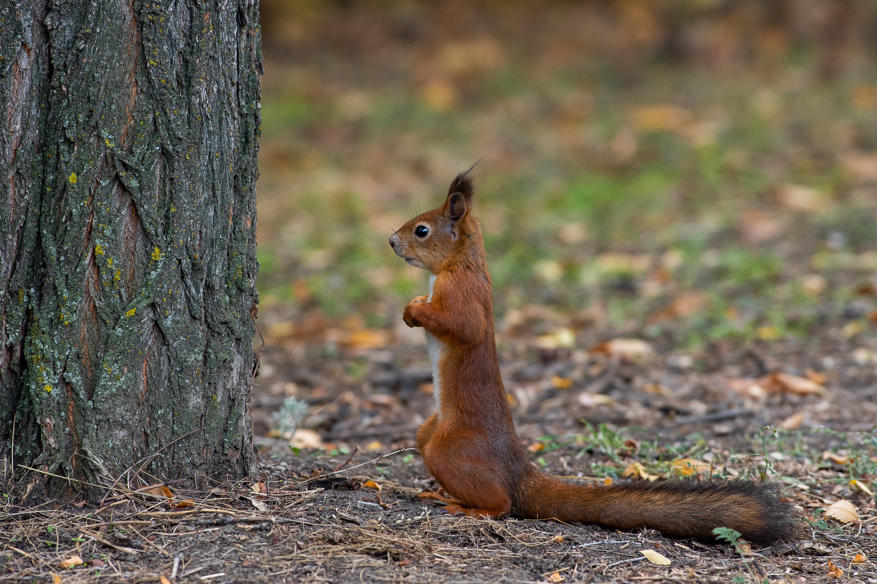 squirrel, volgograd, russia, , Павел Сторчилов