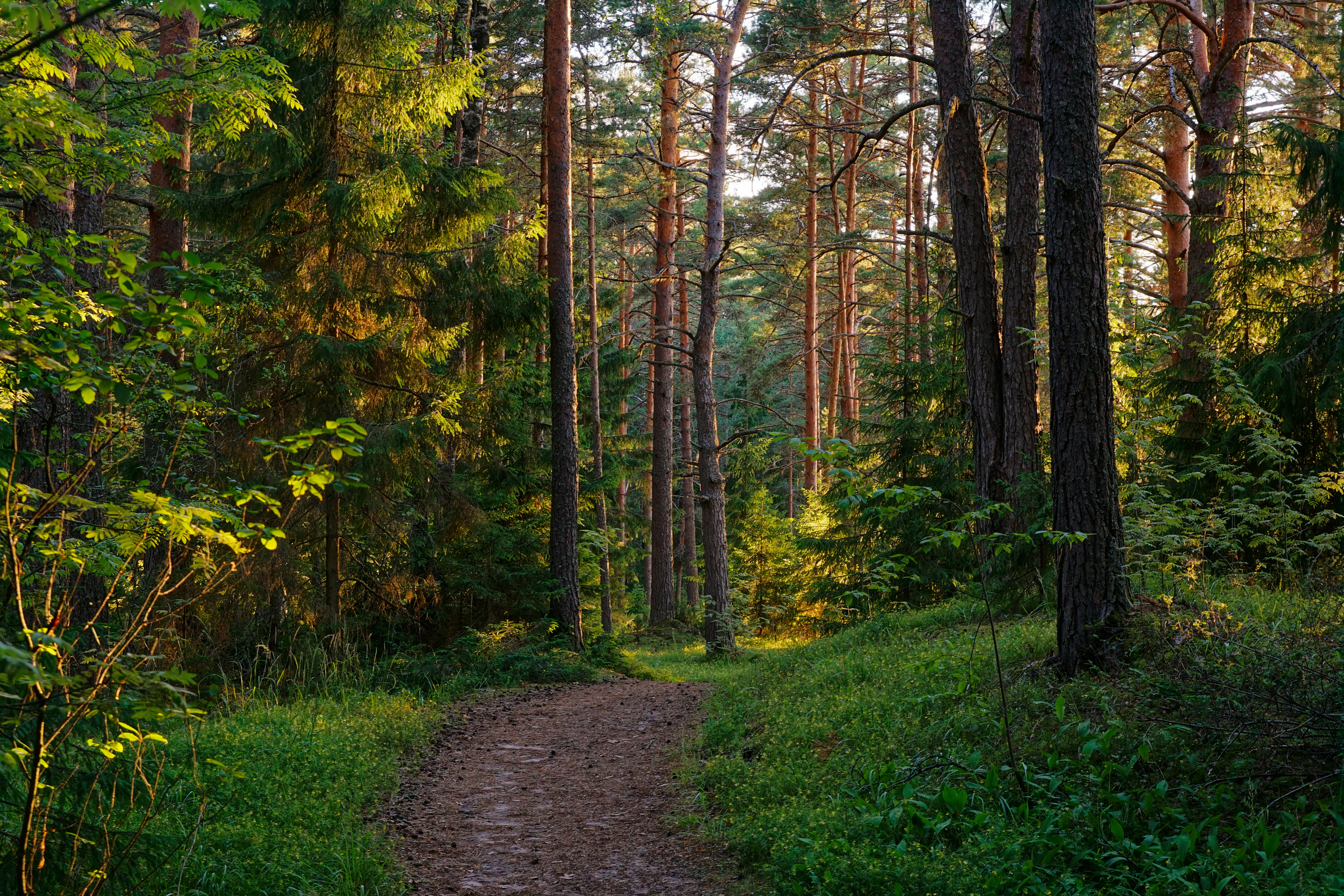 закат, лес, селигер, кличен, sunset, hdr, forest, Пётр Калачев