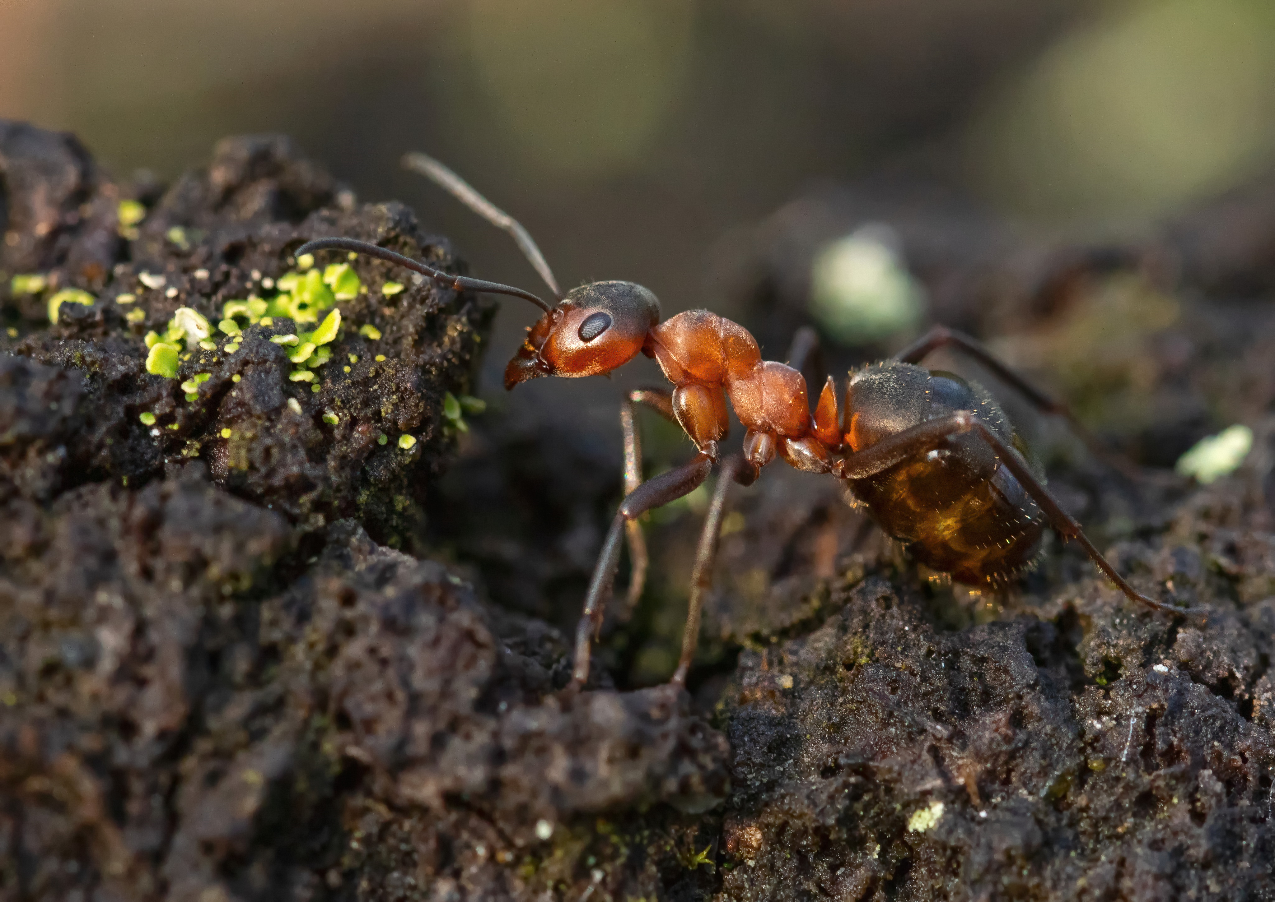 муравей, насекомые, природа, ant, insects, nature, Пётр Калачев