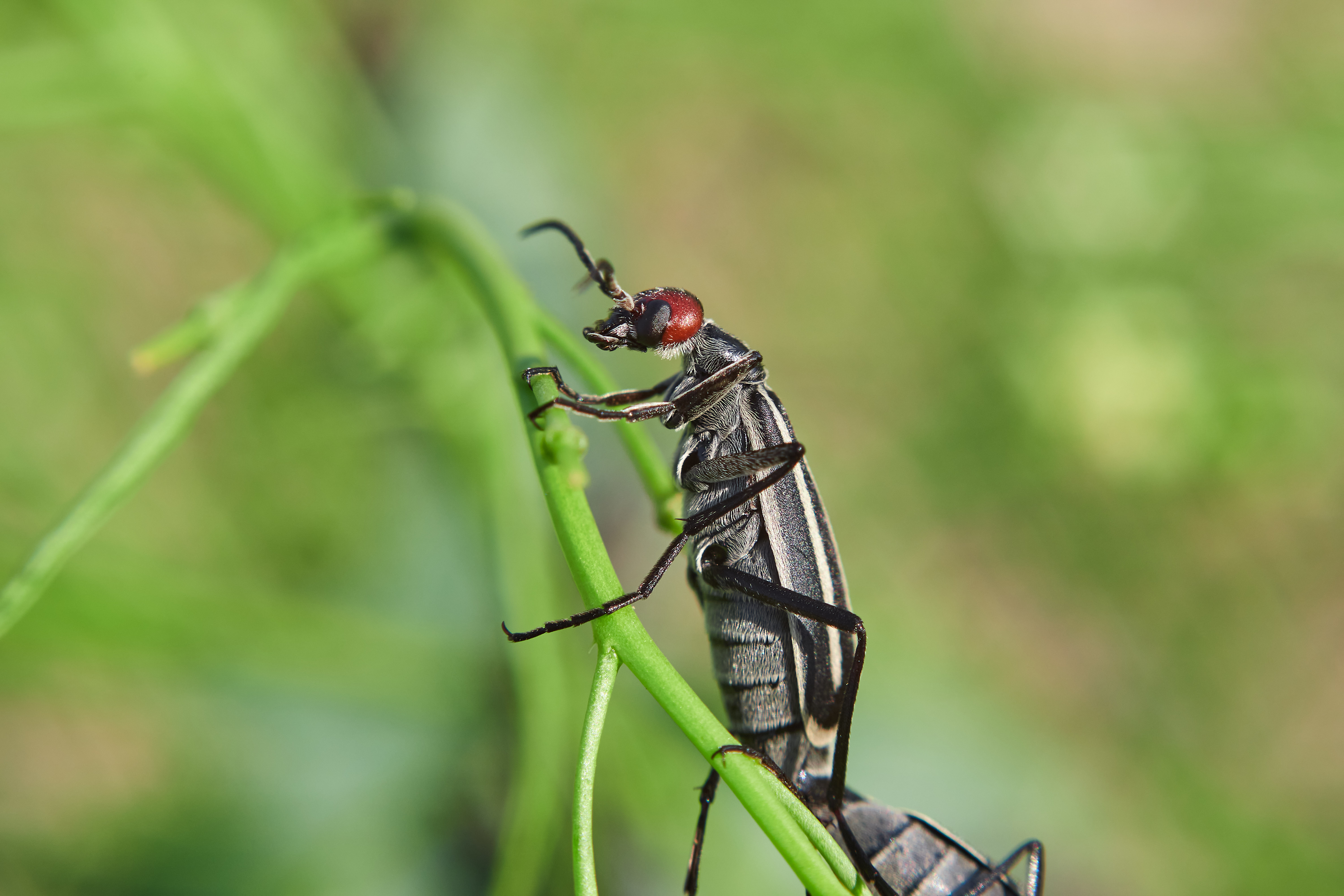 bug, volgograd, russia, wildlife, , Павел Сторчилов