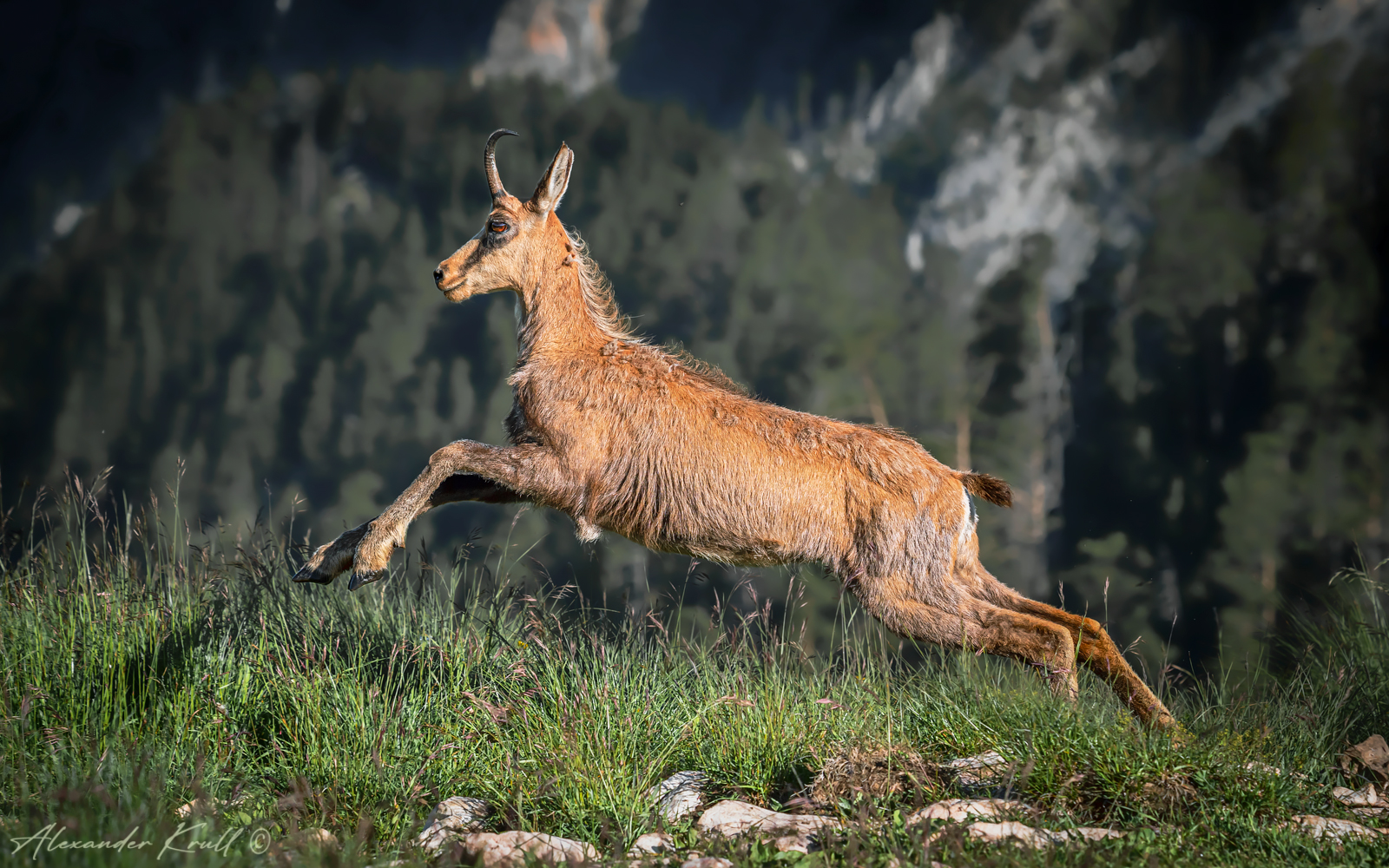 серна, rupicapra rupicapra caucasica, Круль Александр