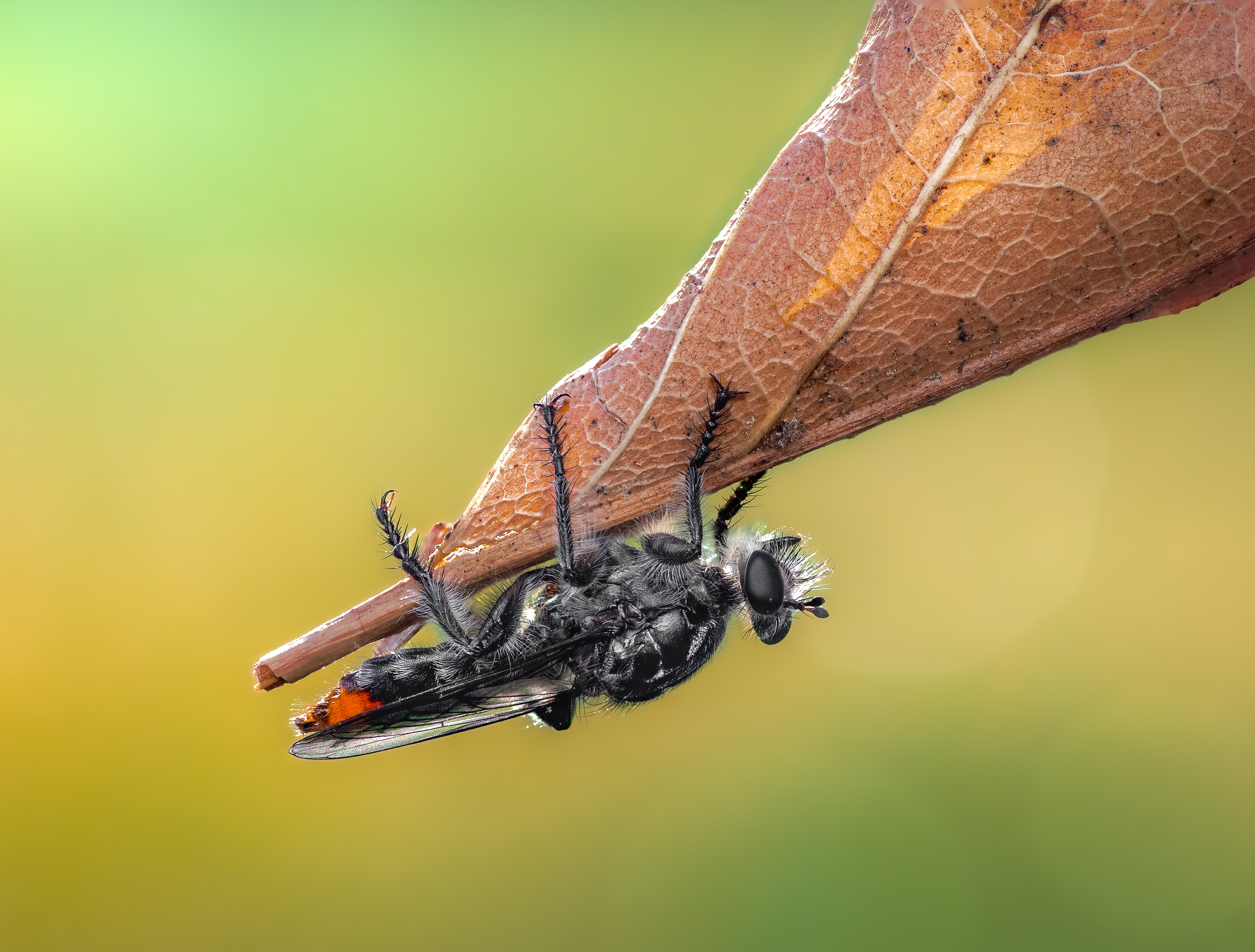 robber fly, insect, leaf, tiger fly, macro, bug, nature wild, robber fly, robber,, Atul Saluja