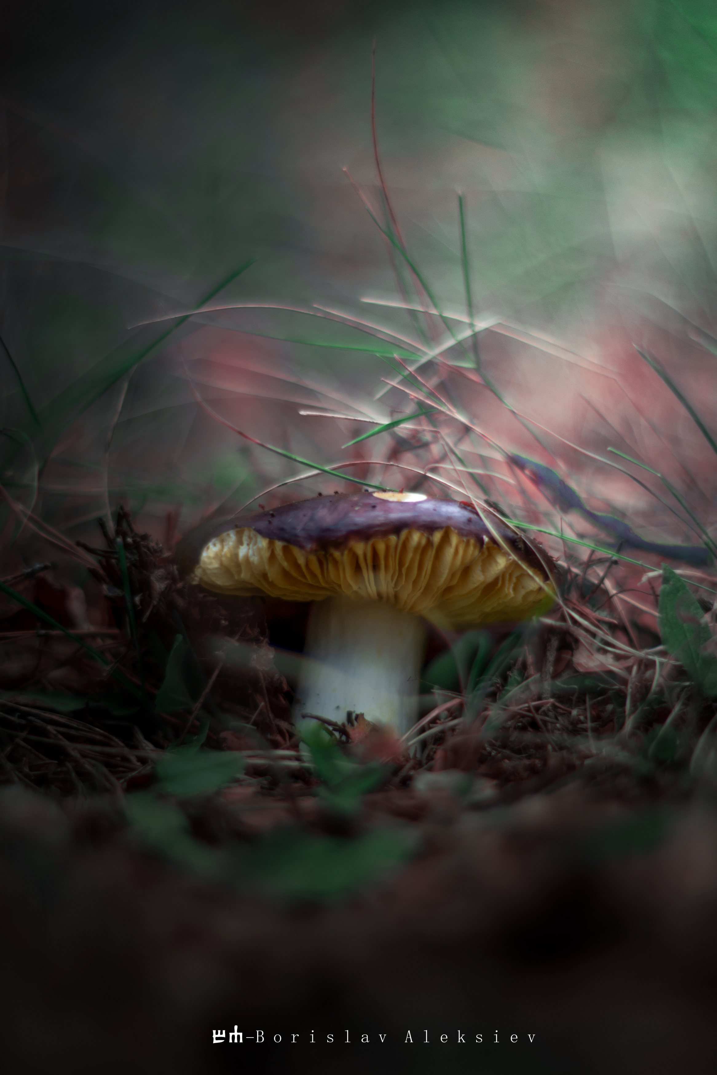 mushroom,nature,bokeh,light,dark,exterior, Алексиев Борислав