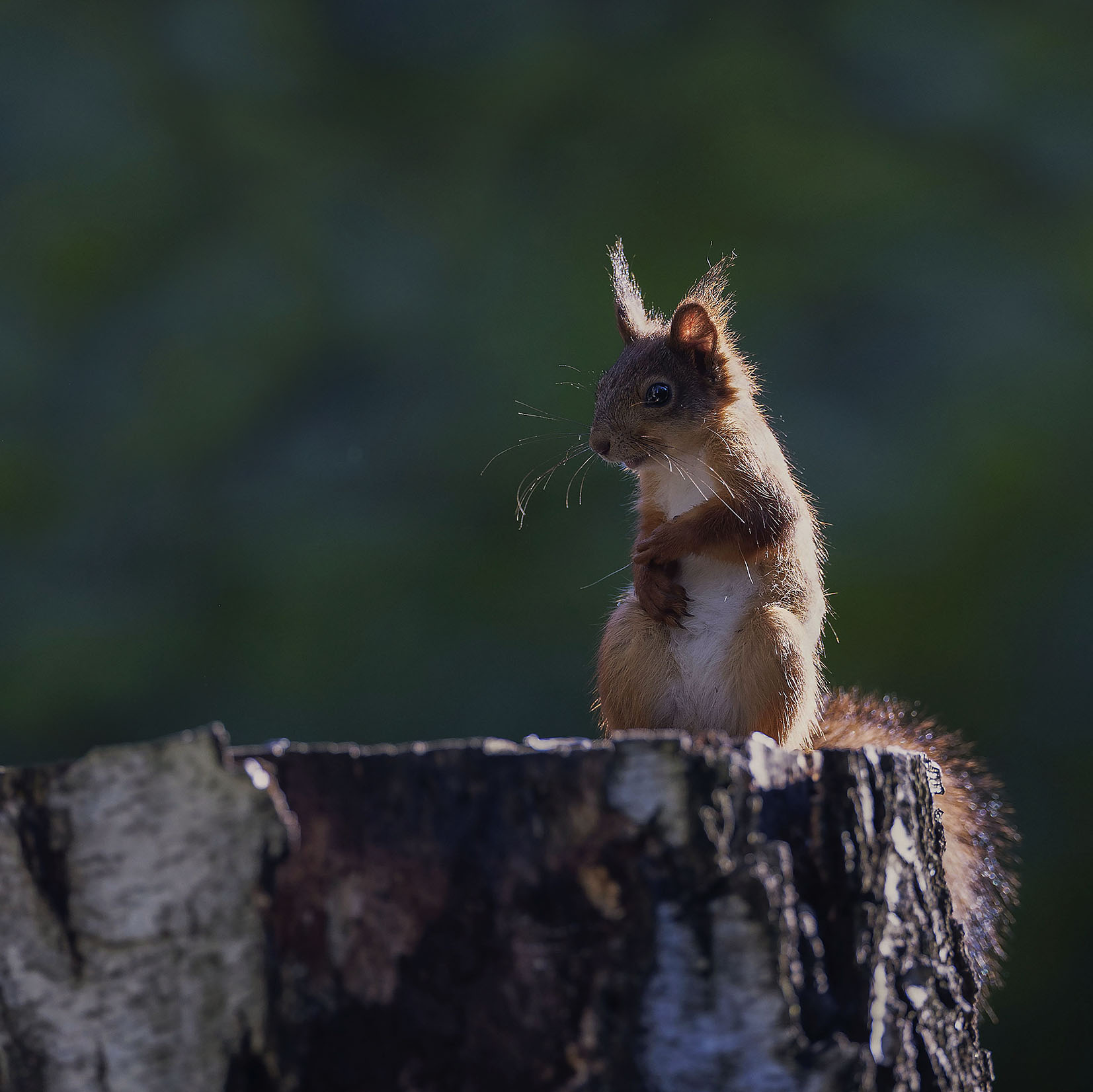 белка,фотомодель,лес,природа, squirrel, beautiful, forest, nature, Стукалова Юлия