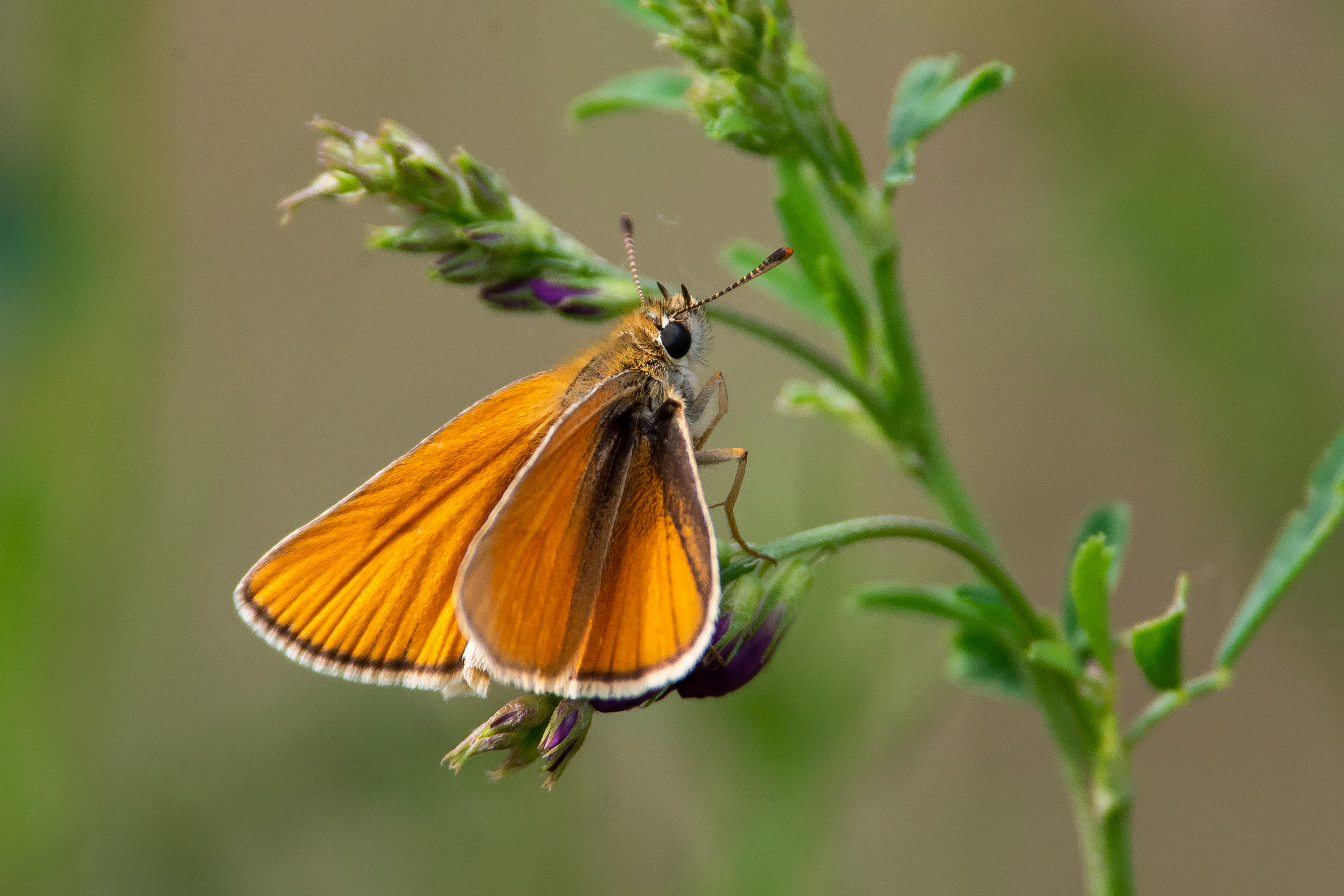 butterfly, volgograd, russia, wildlife, , Павел Сторчилов