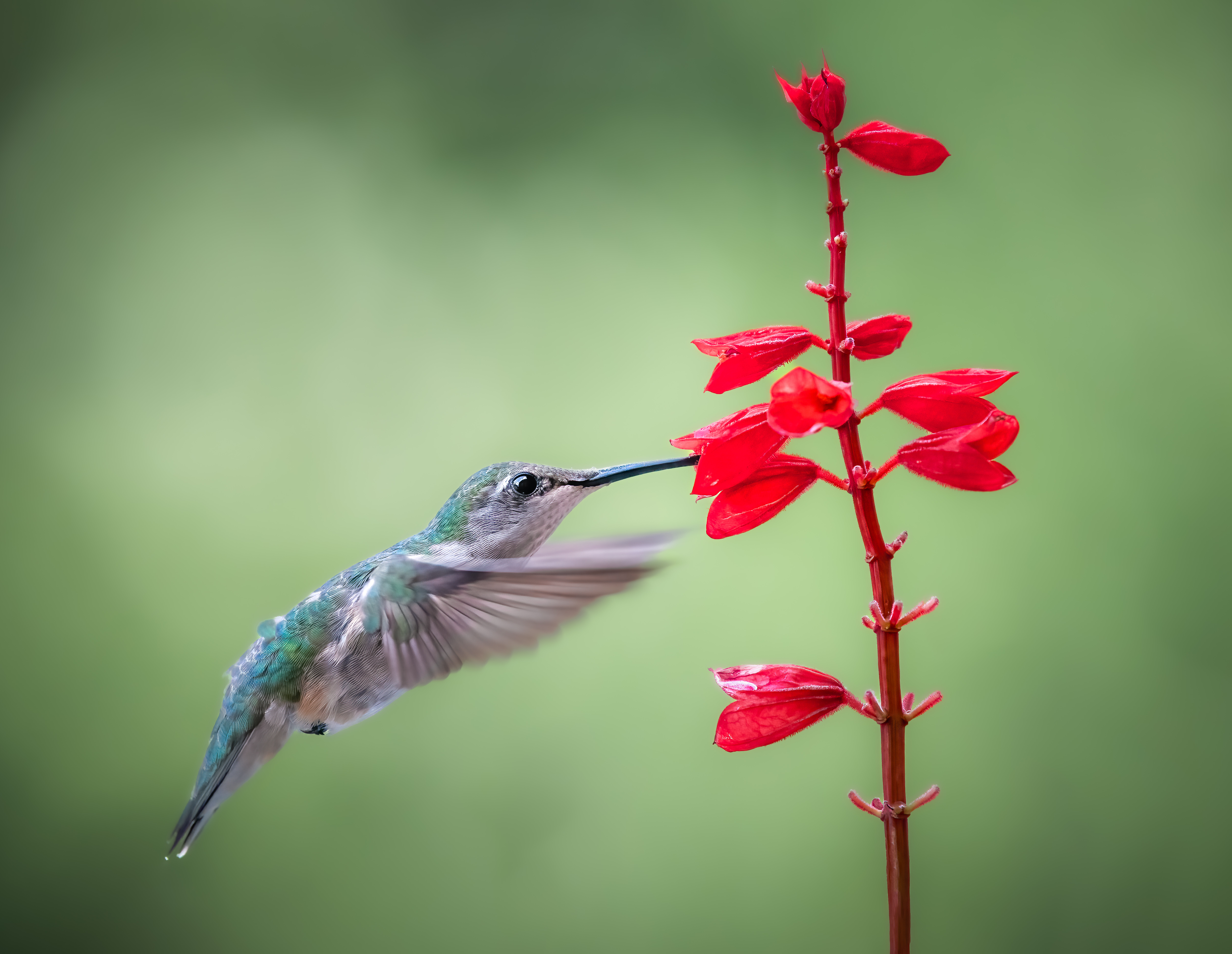 bird, humming, hummingbird, hummingbirds, hummer, rufous, nature, animals, wild, action, dynamic, Atul Saluja