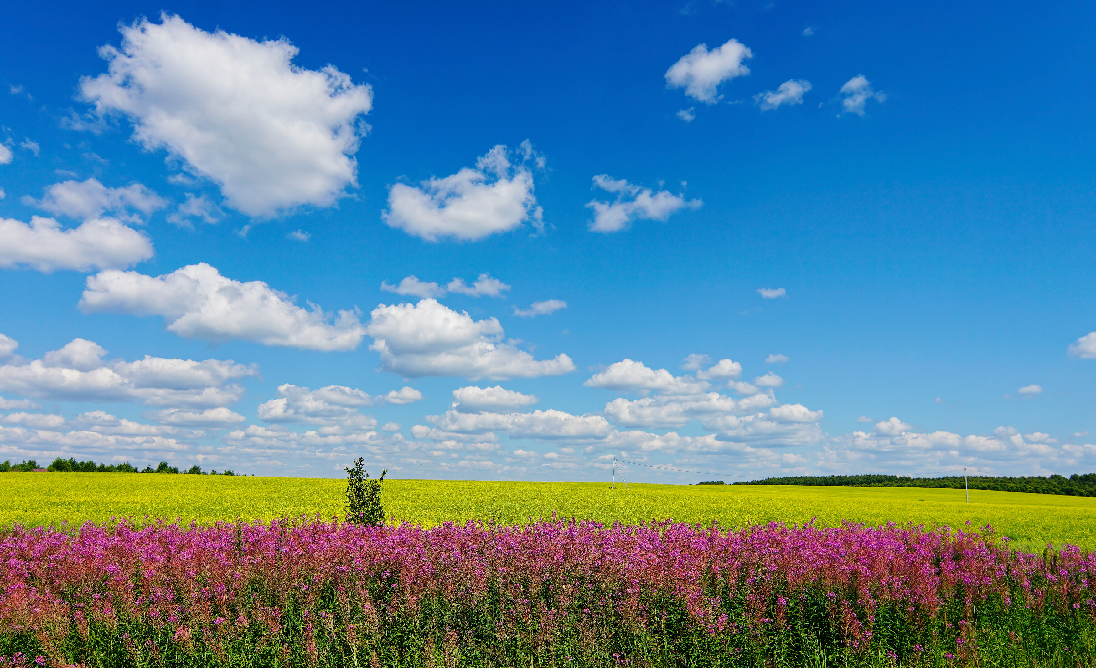 поле, иван-чай, сурепка, природа, цветы, field, flowers, nature, Пётр Калачев