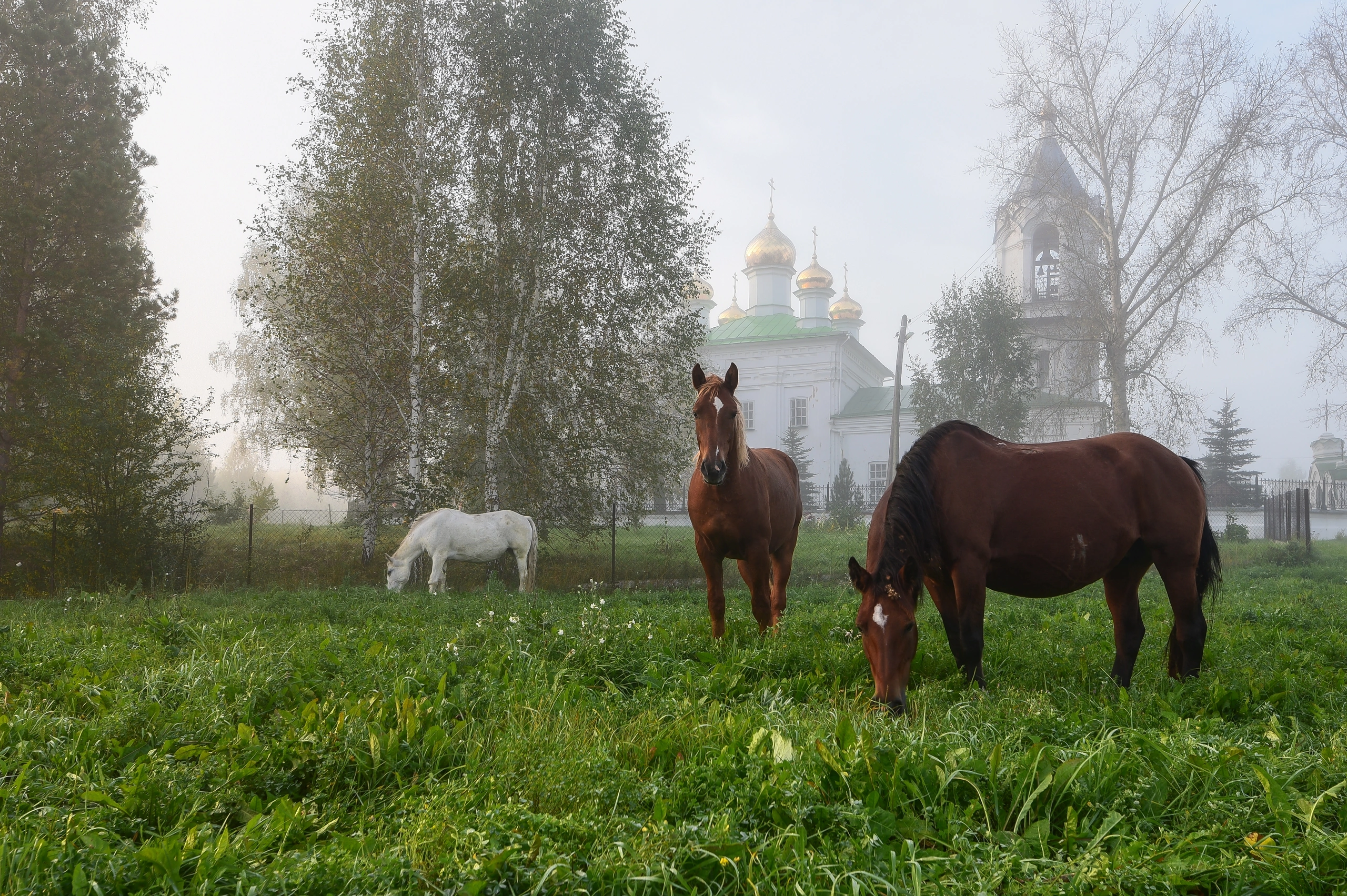 , Ватрушкин Максим