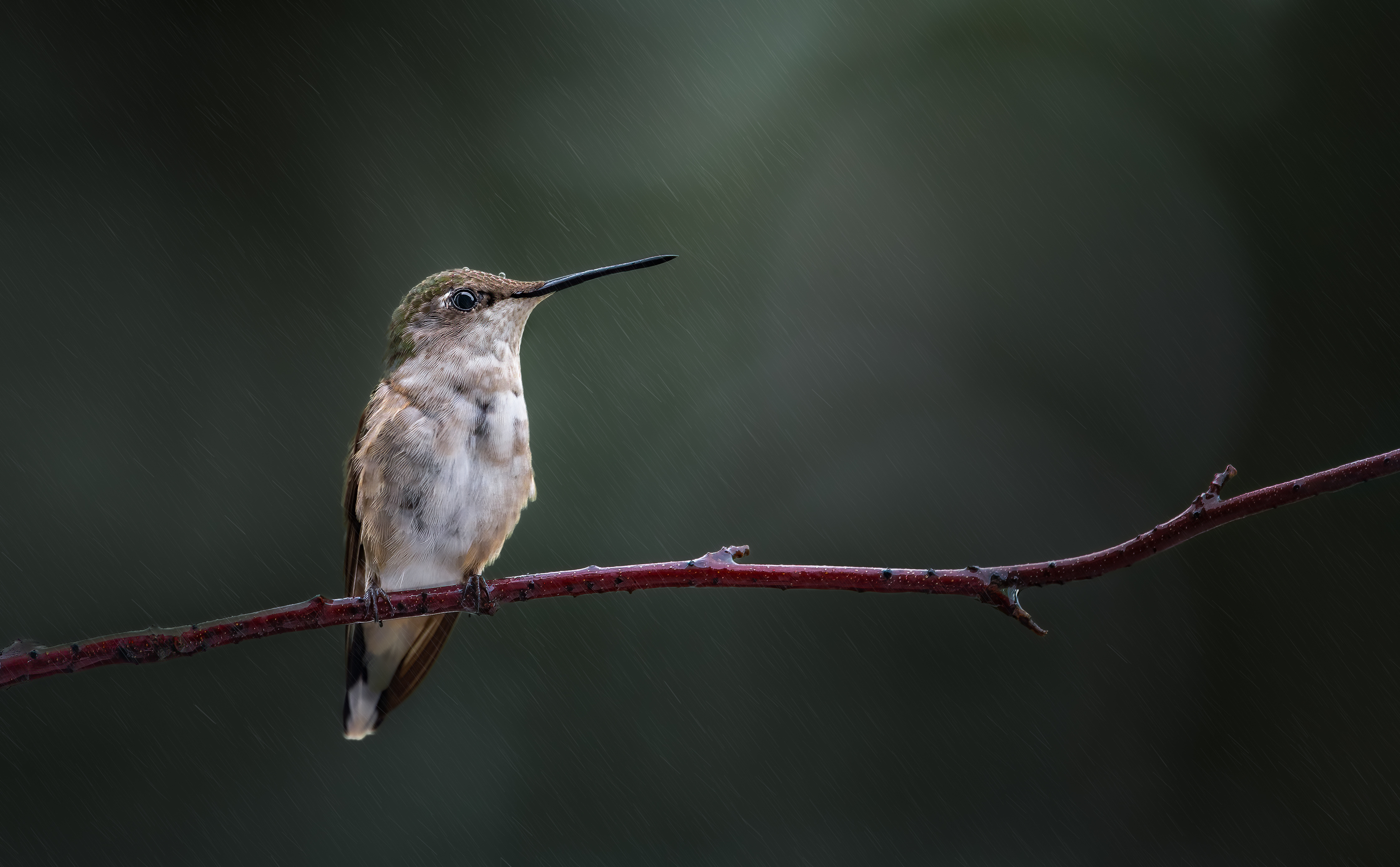 bird, humming, hummingbird, hummingbirds, hummer, rufous, nature, animals, wild, action, dynamic, Atul Saluja