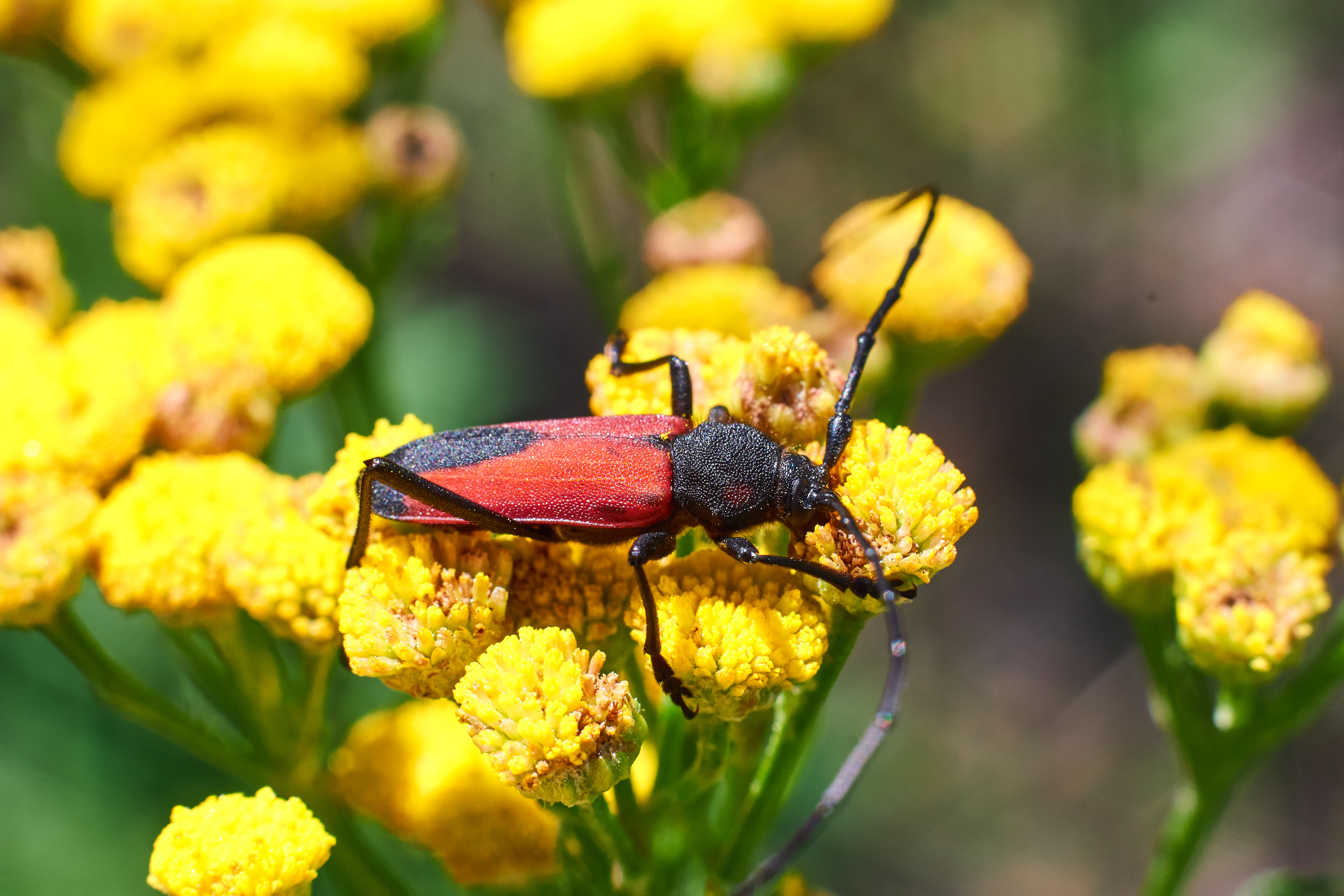 bug, volgograd, russia, wildlife, , Павел Сторчилов