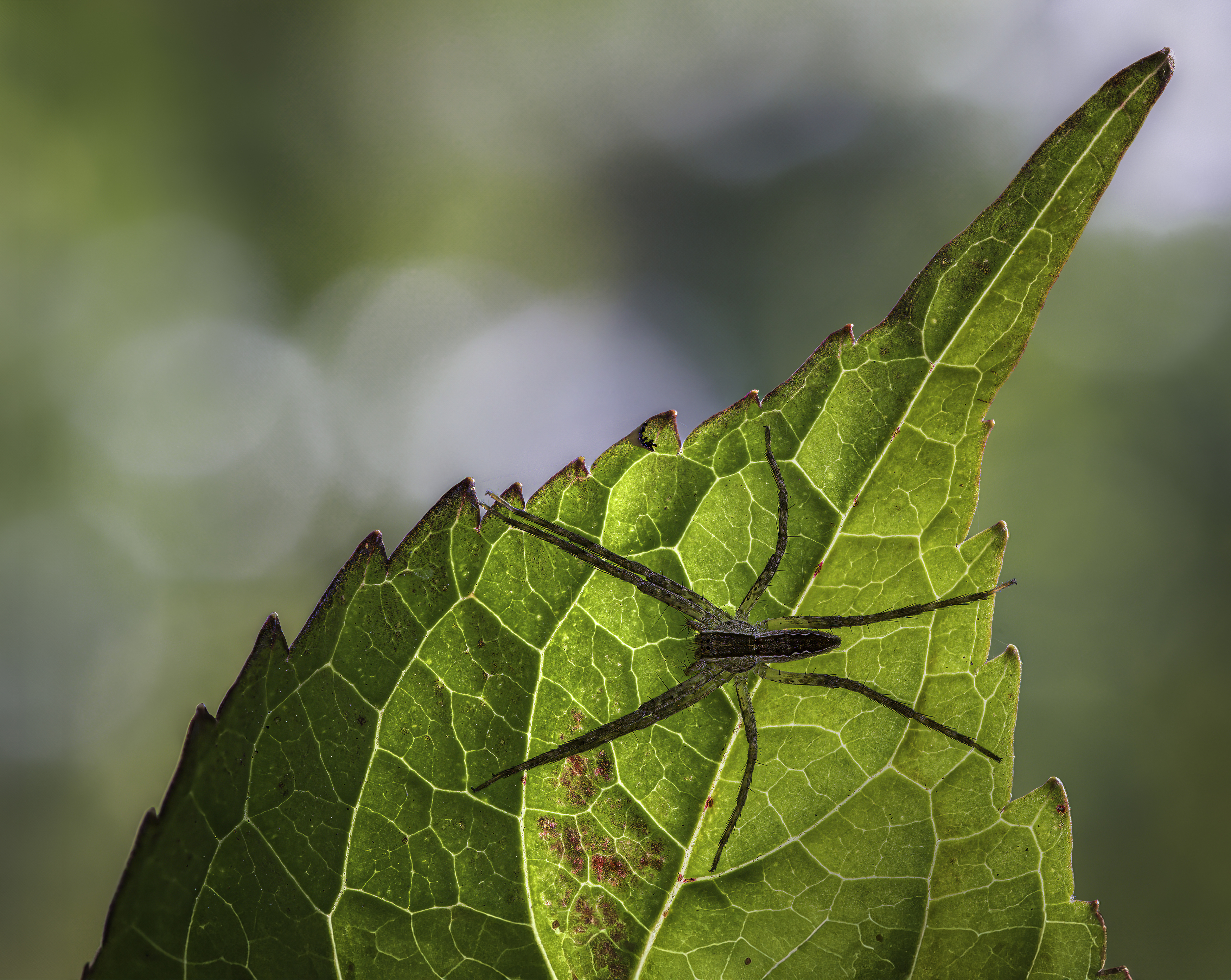 spider, animal, wild, insect, arachnid, leaf, macro,, Atul Saluja