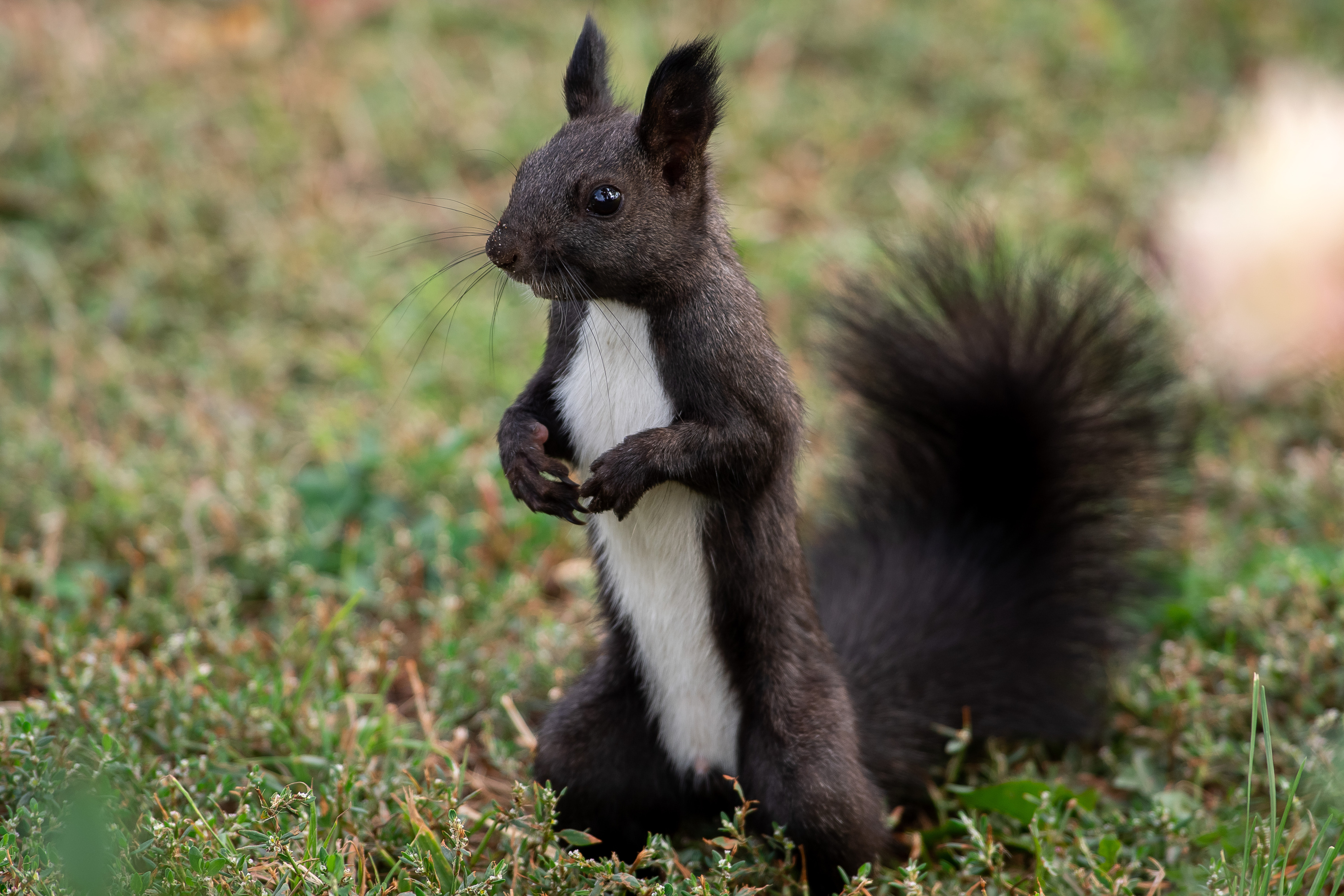 squirrel, volgograd, russia, , Павел Сторчилов