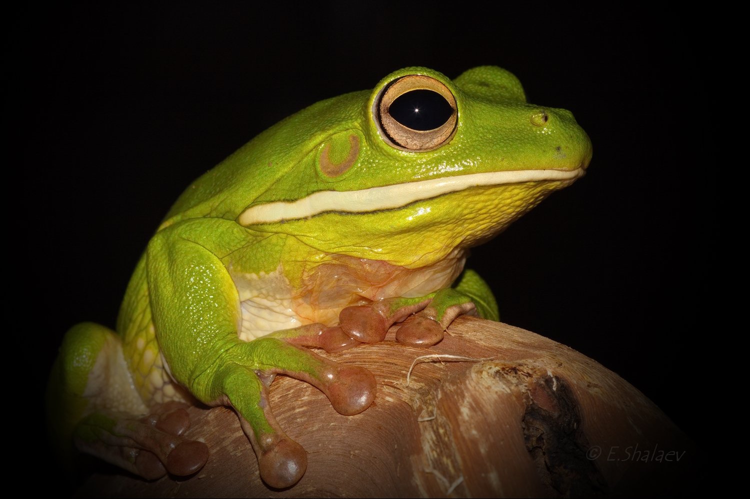 frog, froglitoria infrafrenatawhite-li, litoria infrafrenata, white-lipped tree frog, амфибии, белогубая квакша, квакша, лягушка, Евгений
